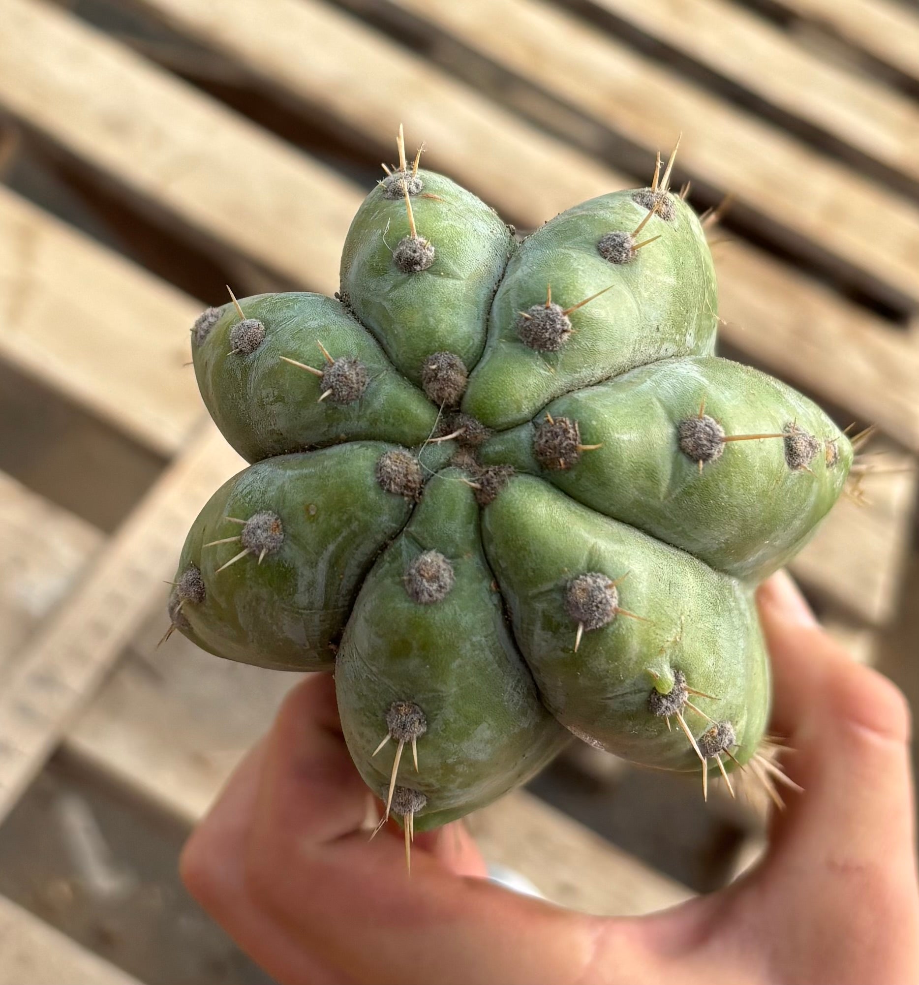 #EC02 Peruvianis argentCactus CUTTING 33”-Cactus - Large - Exact-The Succulent Source