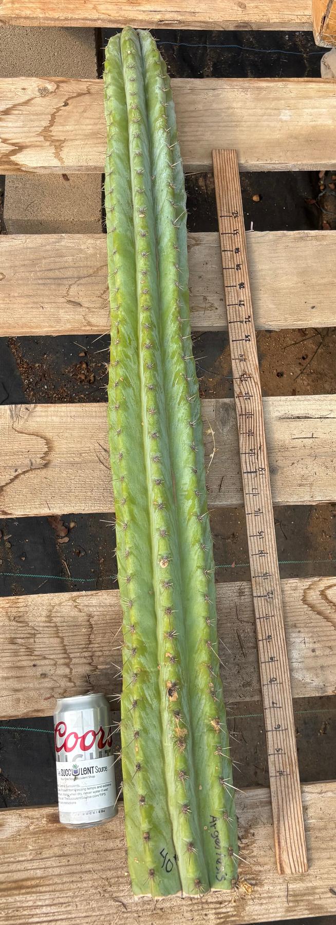 #EC02 Peruvianis argentCactus CUTTING 33”-Cactus - Large - Exact-The Succulent Source