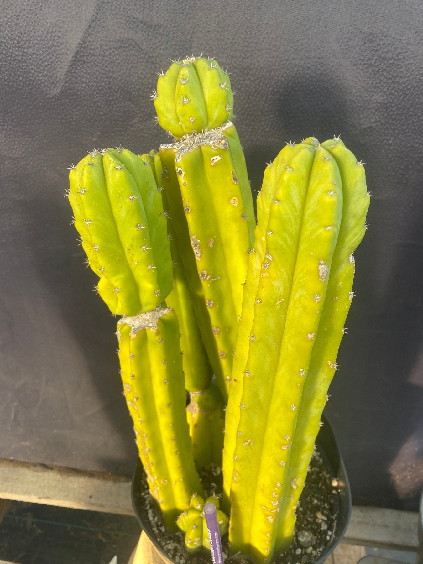 #EC03 exact Trichocereus Pachanoi "PC" Cactus 15”-Cactus - Large - Exact-The Succulent Source