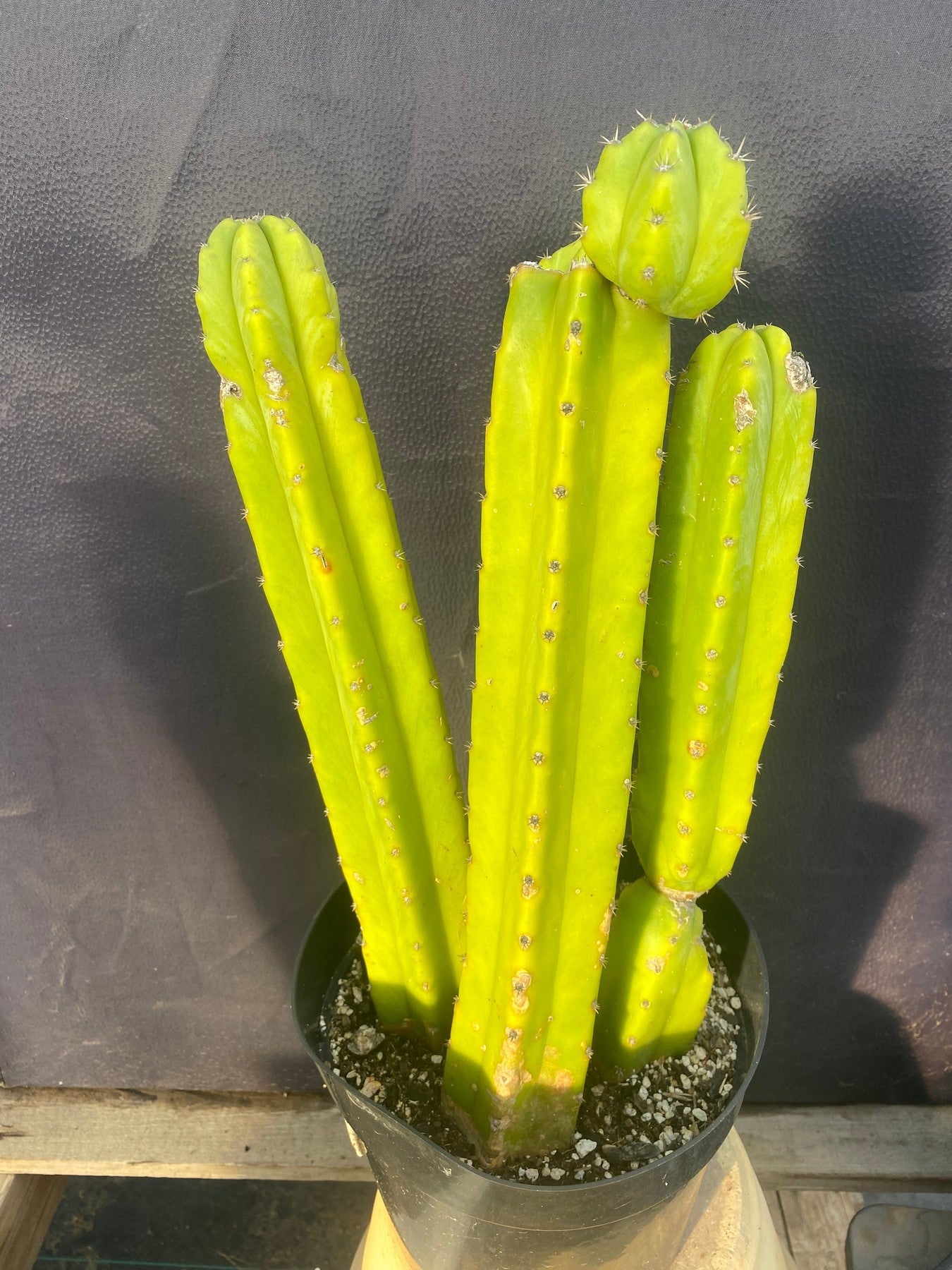 #EC03 exact Trichocereus Pachanoi "PC" Cactus 15”-Cactus - Large - Exact-The Succulent Source