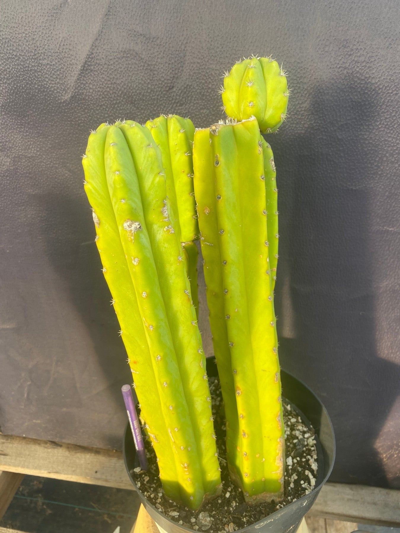 #EC03 exact Trichocereus Pachanoi "PC" Cactus 15”-Cactus - Large - Exact-The Succulent Source