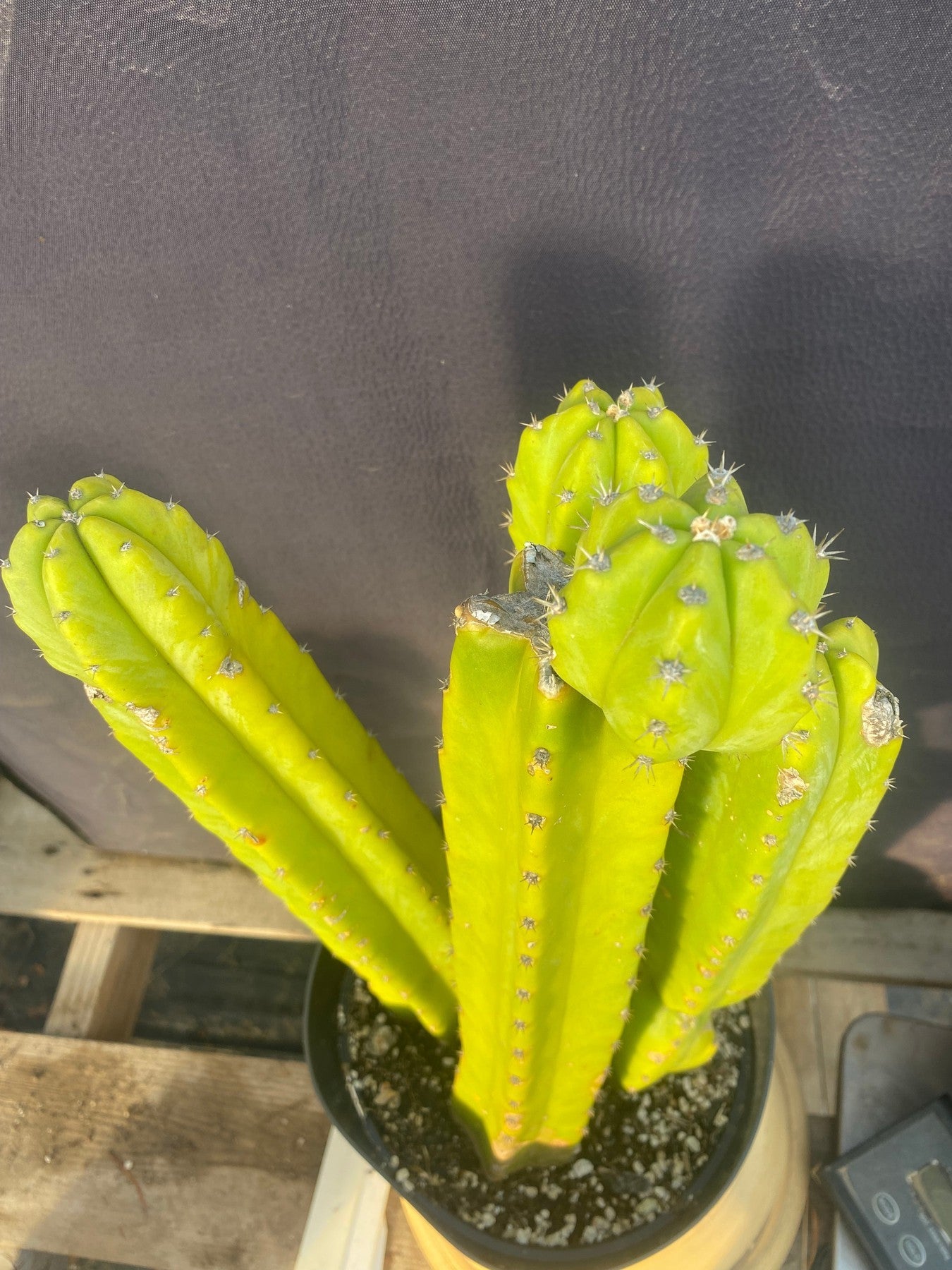 #EC03 exact Trichocereus Pachanoi "PC" Cactus 15”-Cactus - Large - Exact-The Succulent Source