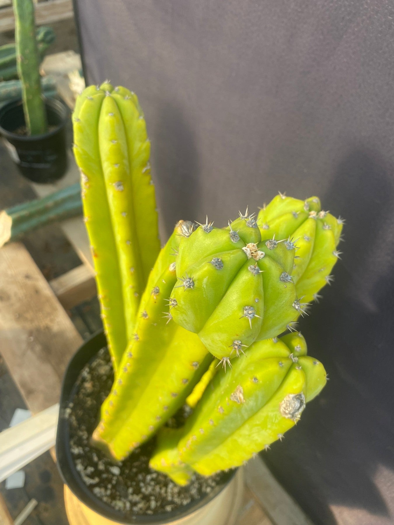 #EC03 exact Trichocereus Pachanoi "PC" Cactus 15”-Cactus - Large - Exact-The Succulent Source