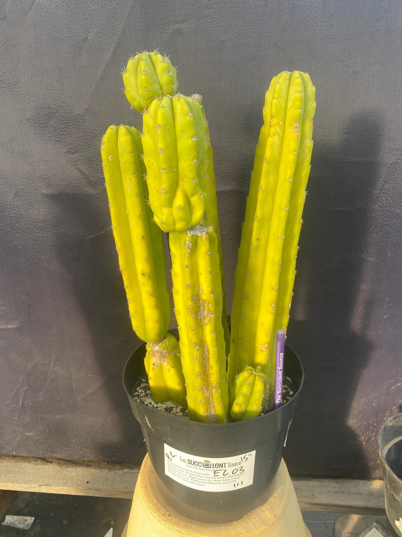 #EC03 exact Trichocereus Pachanoi "PC" Cactus 15”-Cactus - Large - Exact-The Succulent Source