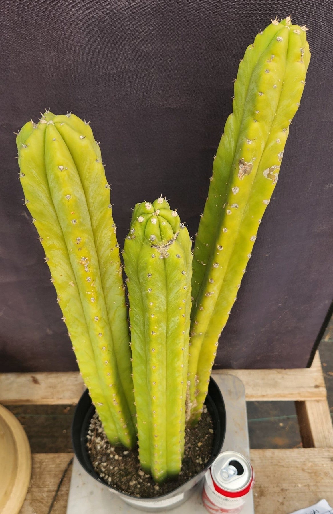 #EC03 exact Trichocereus Pachanoi "PC" Cactus 21, 20,17”-Cactus - Large - Exact-The Succulent Source