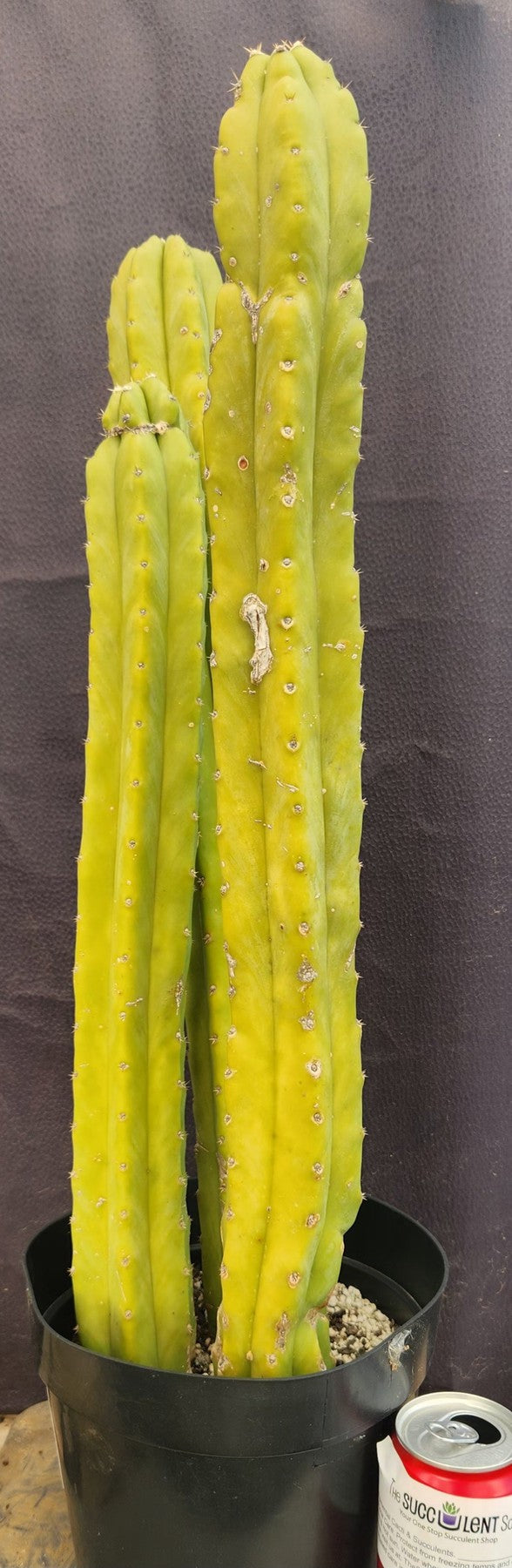 #EC03 exact Trichocereus Pachanoi "PC" Cactus 21, 20,17”-Cactus - Large - Exact-The Succulent Source