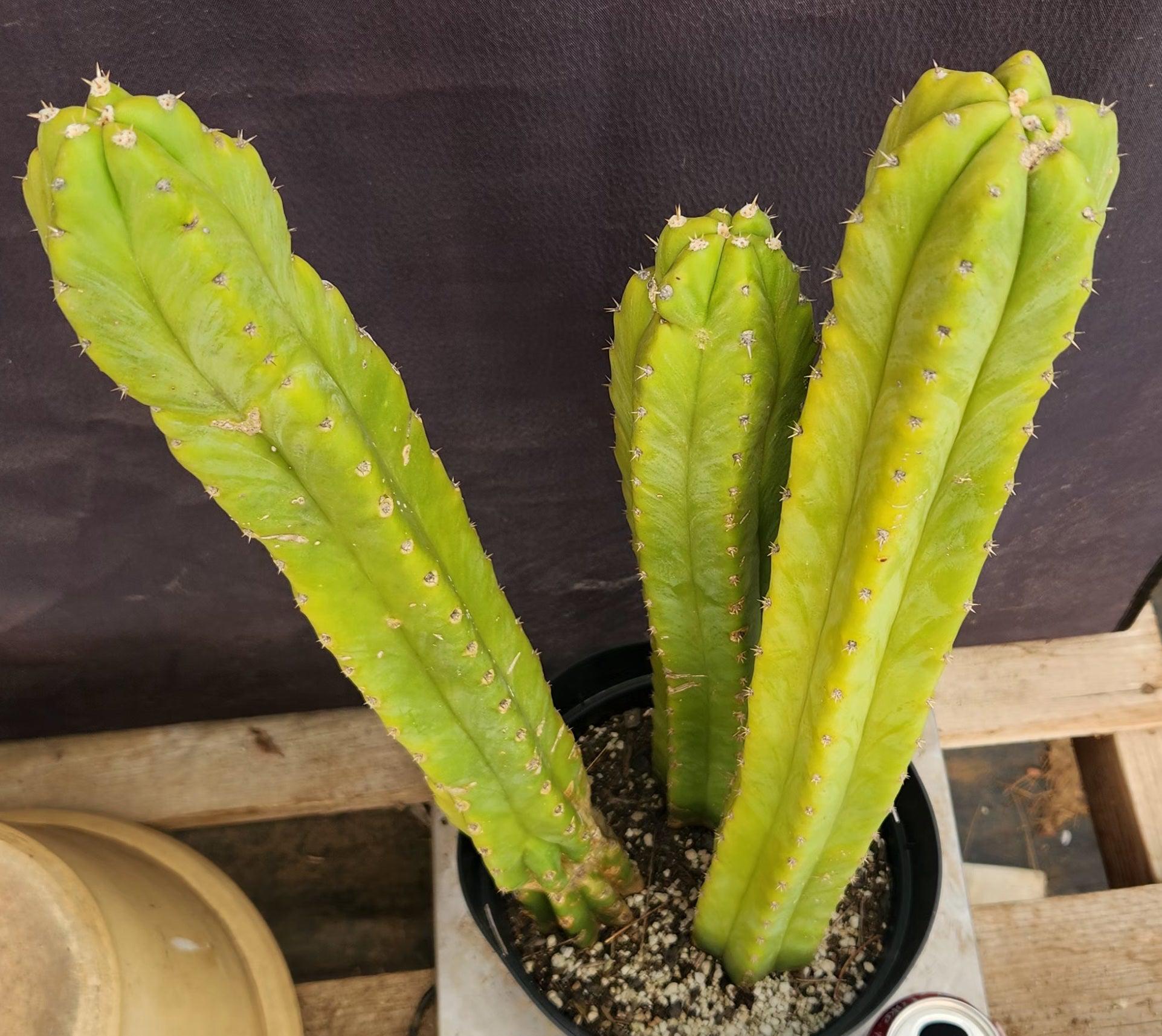 #EC03 exact Trichocereus Pachanoi "PC" Cactus 21, 20,17”-Cactus - Large - Exact-The Succulent Source