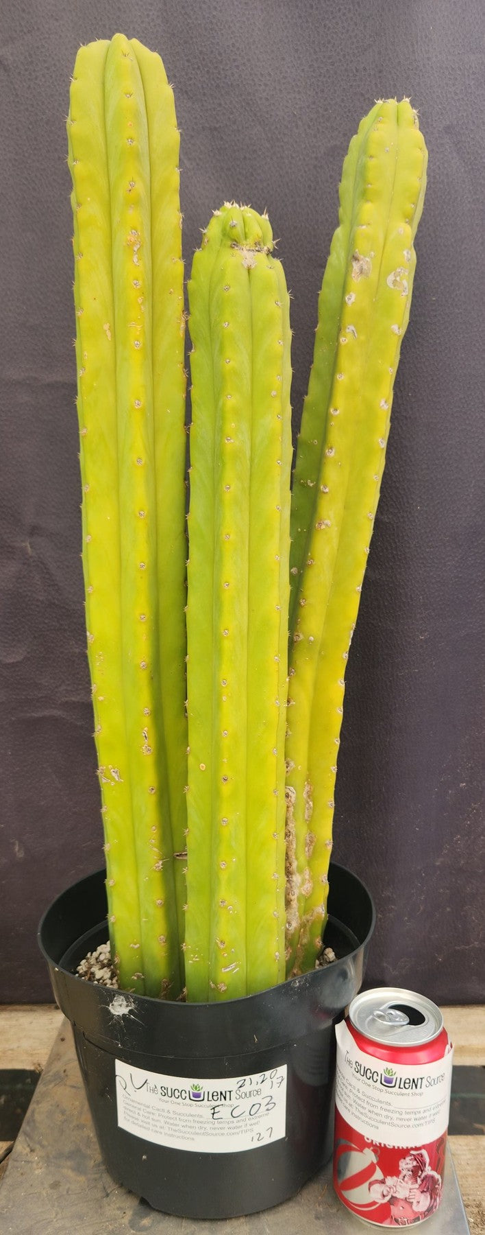 #EC03 exact Trichocereus Pachanoi "PC" Cactus 21, 20,17”-Cactus - Large - Exact-The Succulent Source