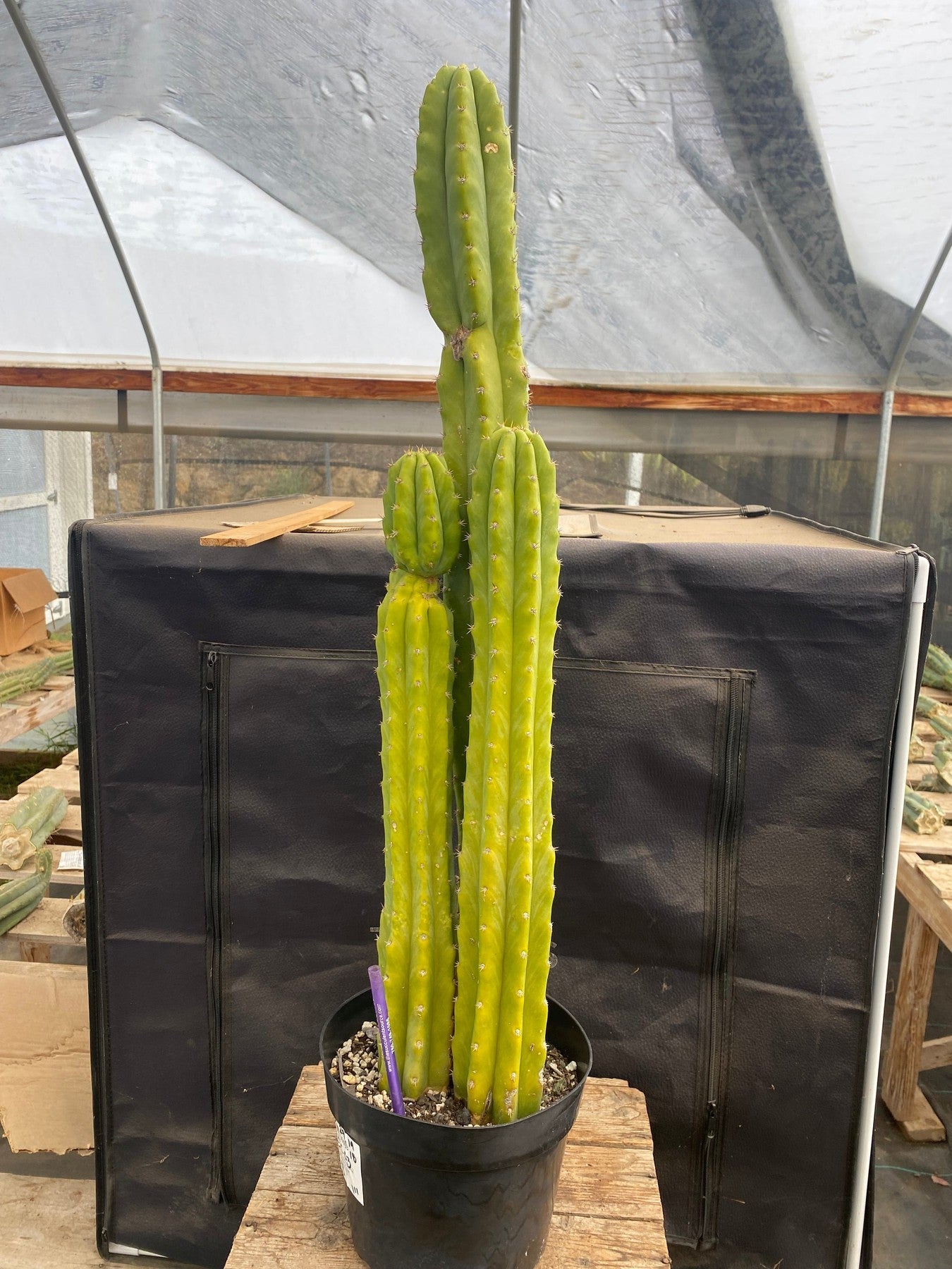 #EC03 exact Trichocereus Pachanoi "PC" Cactus 29,19,18-Cactus - Large - Exact-The Succulent Source