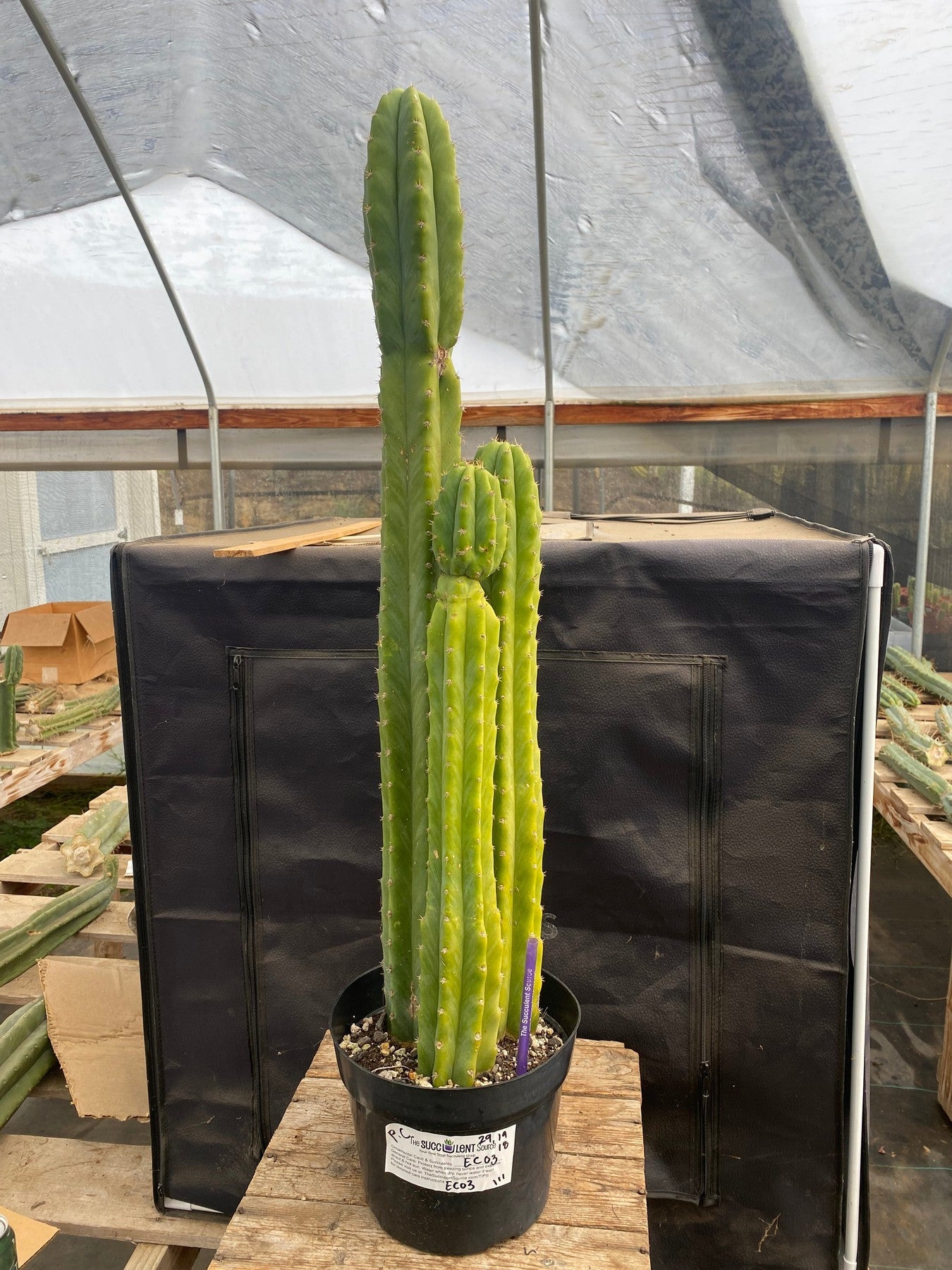 #EC03 exact Trichocereus Pachanoi "PC" Cactus 29,19,18-Cactus - Large - Exact-The Succulent Source