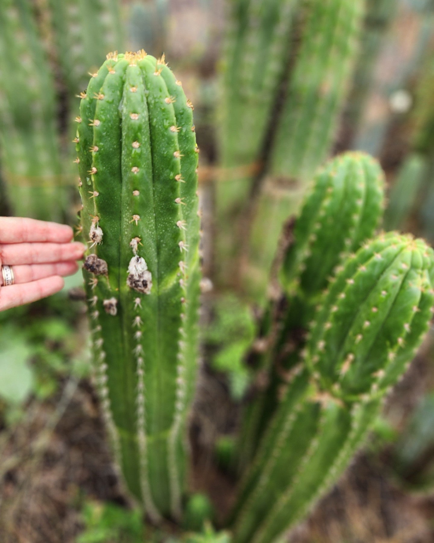 #EC04 EXACT Trichocereus Pachanoi Jiimz Long Spine Cactus 12-14"-Cactus - Large - Exact-The Succulent Source