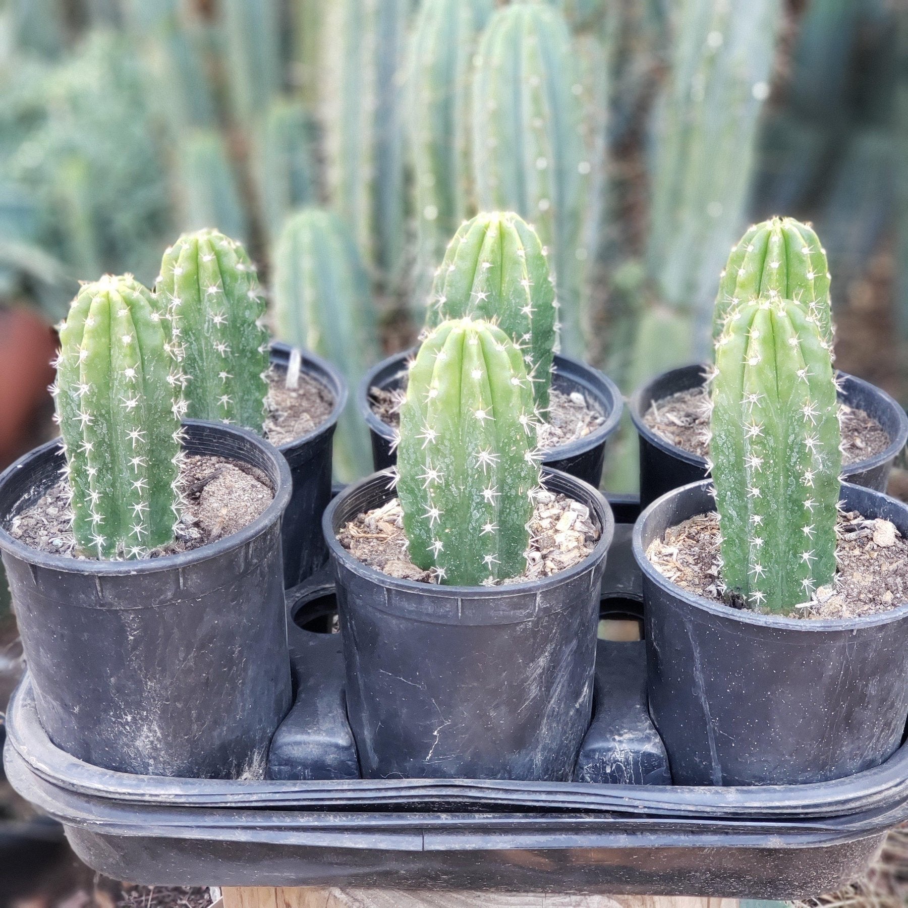 #EC04 EXACT Trichocereus Pachanoi Jiimz Long Spine Cactus 6”-Cactus - Large - Exact-The Succulent Source