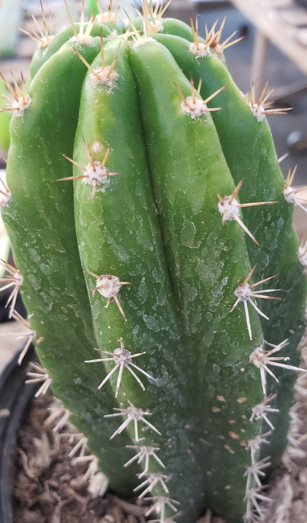 #EC04 EXACT Trichocereus Pachanoi Jiimz Long Spine Cactus 6”-Cactus - Large - Exact-The Succulent Source