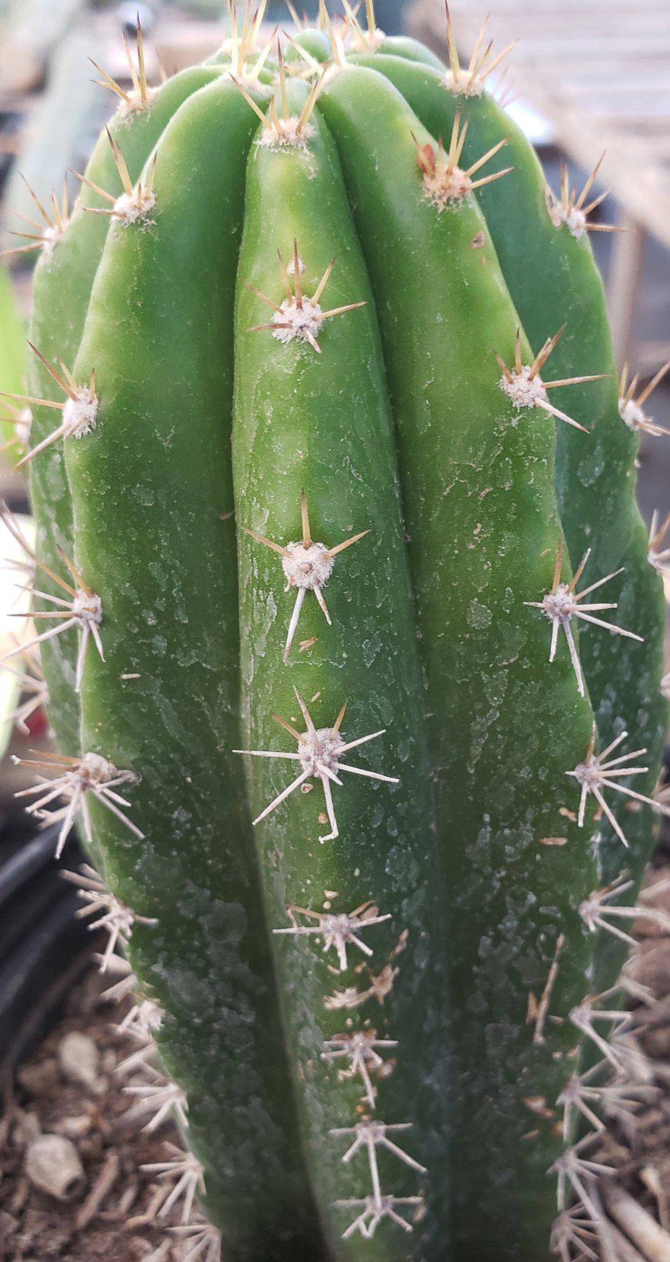 #EC04 EXACT Trichocereus Pachanoi Jiimz Long Spine Cactus 6”-Cactus - Large - Exact-The Succulent Source