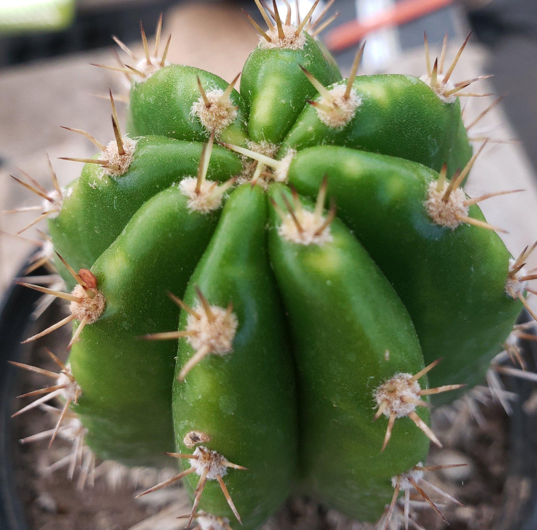 #EC04 EXACT Trichocereus Pachanoi Jiimz Long Spine Cactus 6”-Cactus - Large - Exact-The Succulent Source