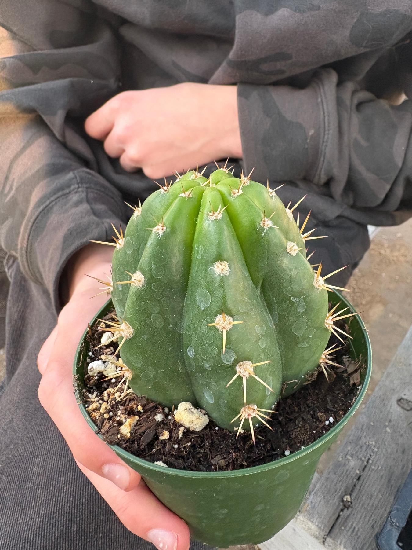 #EC04 EXACT Trichocereus Pachanoi Jiimz Long Spine Cactus Potted Options-Cactus - Large - Exact-The Succulent Source