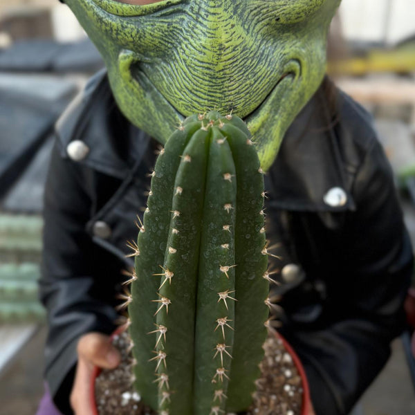 EC04 Trichocereus Pachanoi Jiimz Long Spine Cactus Potted Options