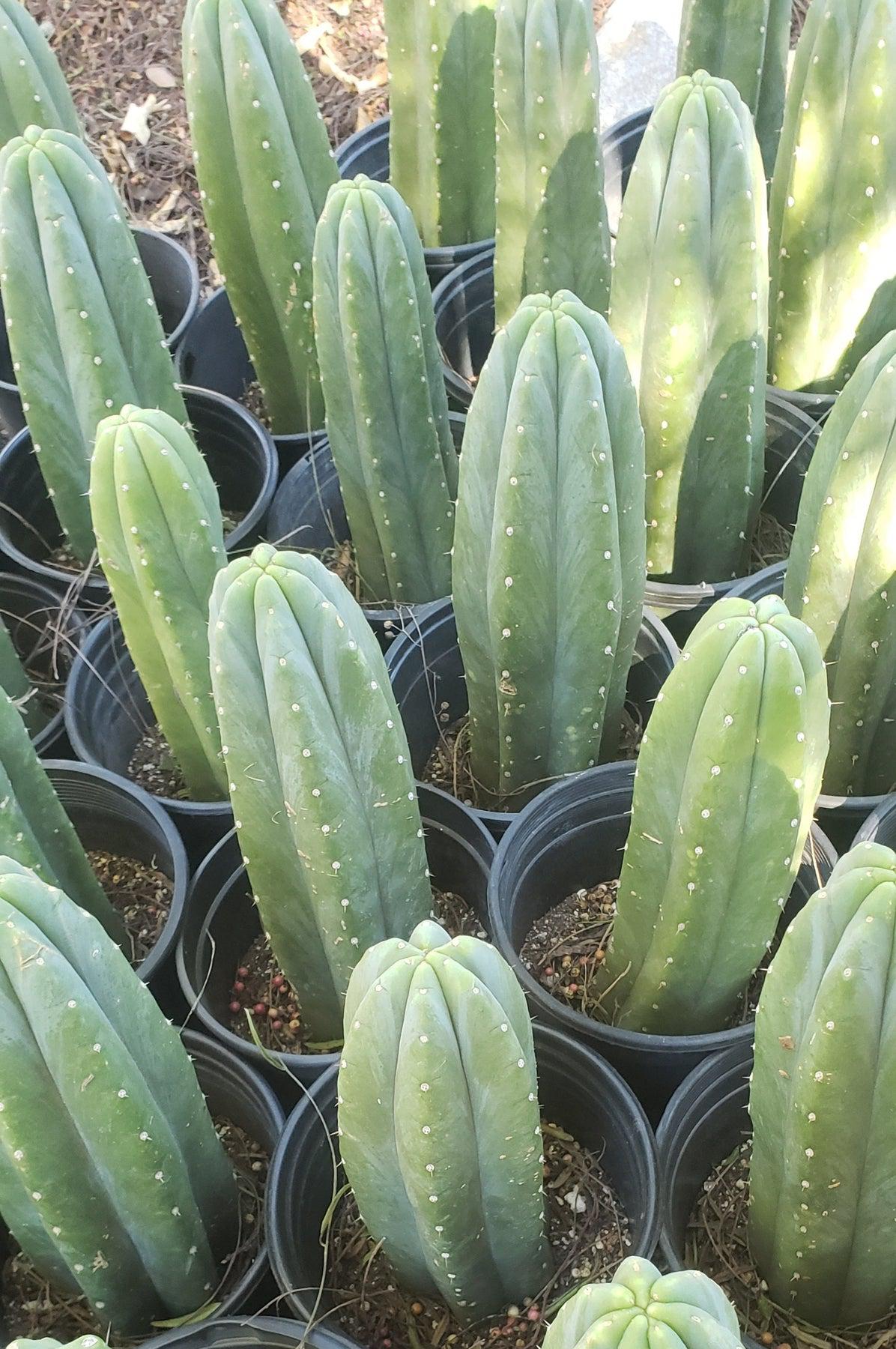 San Pedro Cactus for Sale Trichocereus - #EC06 Exact Trichocereus