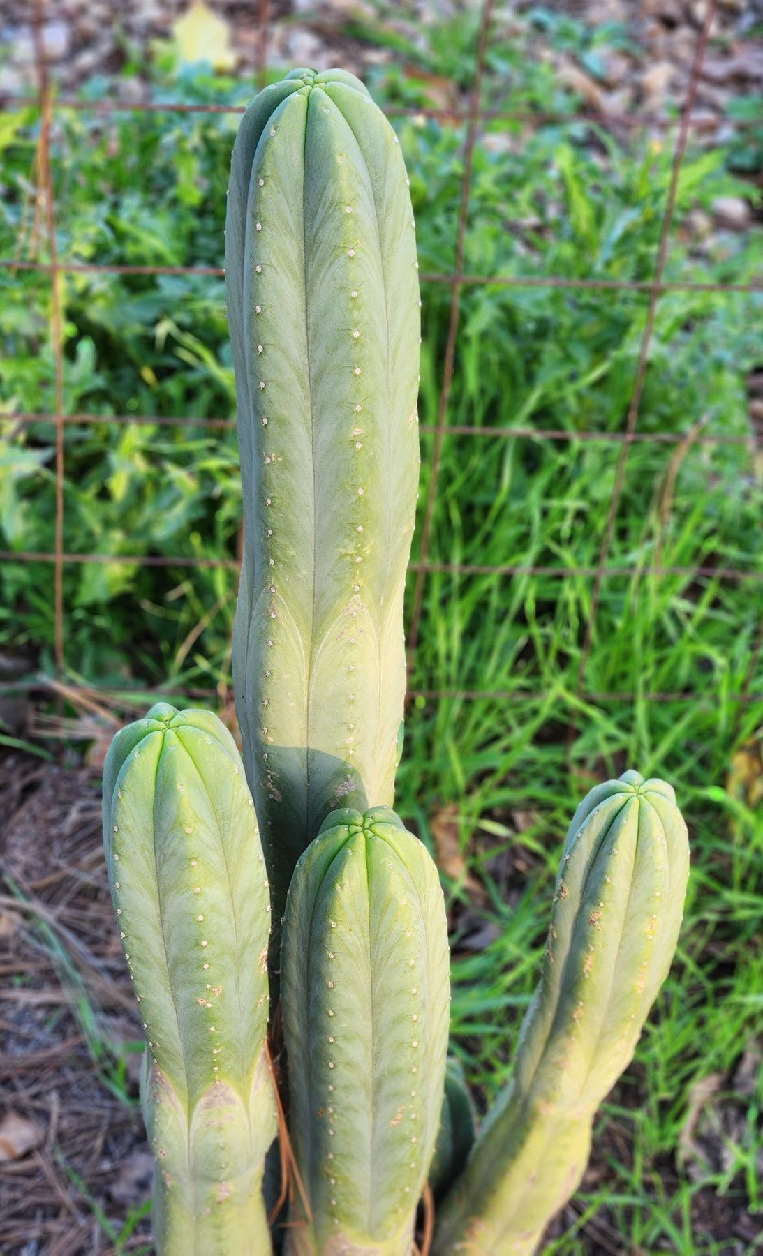 #EC06 Exact Trichocereus Pachanoi Jiimz Juul Cactus CUTTINGS and Potted 6-12"-Cactus - Large - Exact-The Succulent Source