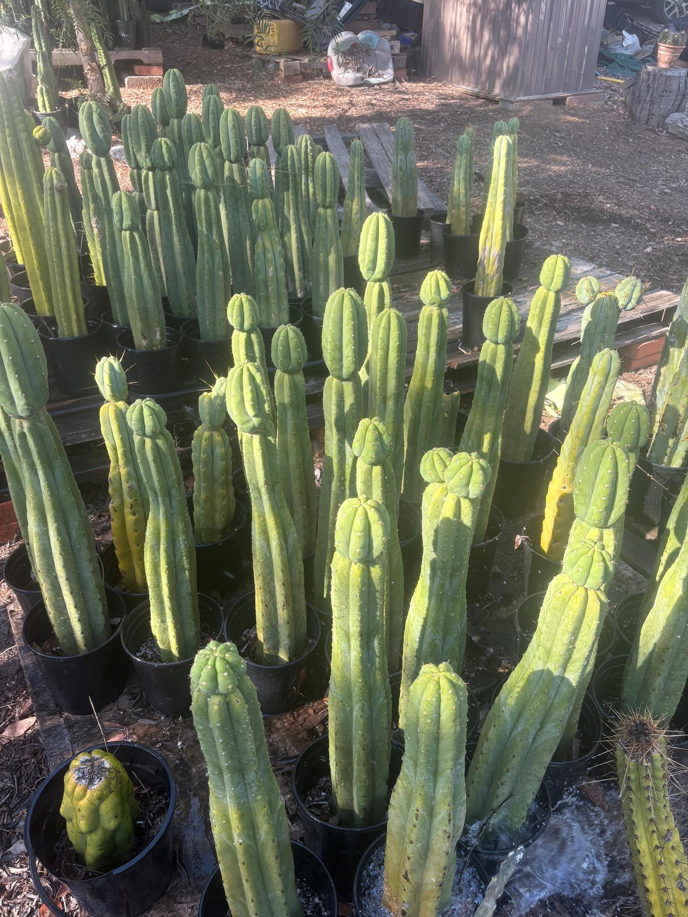 #EC06 Exact Trichocereus Pachanoi Jiimz Juul Cactus CUTTINGS and Potted 6-24"-Cactus - Large - Exact-The Succulent Source