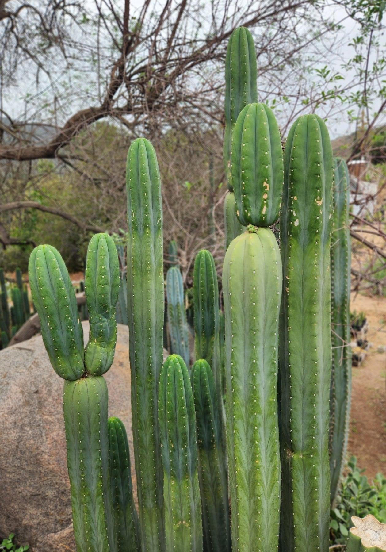 #EC06 Exact Trichocereus Pachanoi Jiimz Juul Cactus CUTTINGS and Potted 6-24"-Cactus - Large - Exact-The Succulent Source