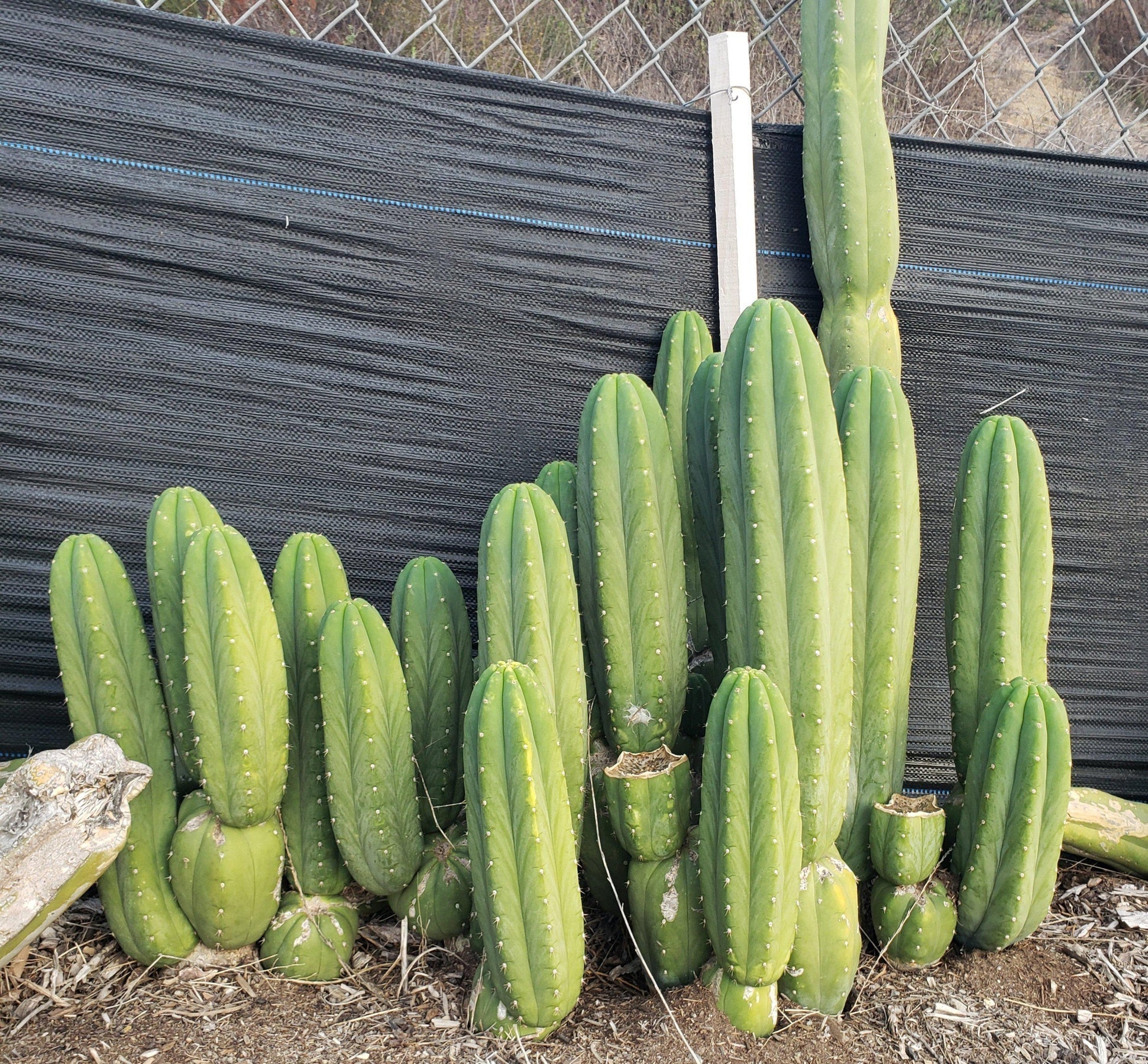 サンヨー Cacti Amazon.com : Fat Plants San Diego Cactus Plants. Variety Package
