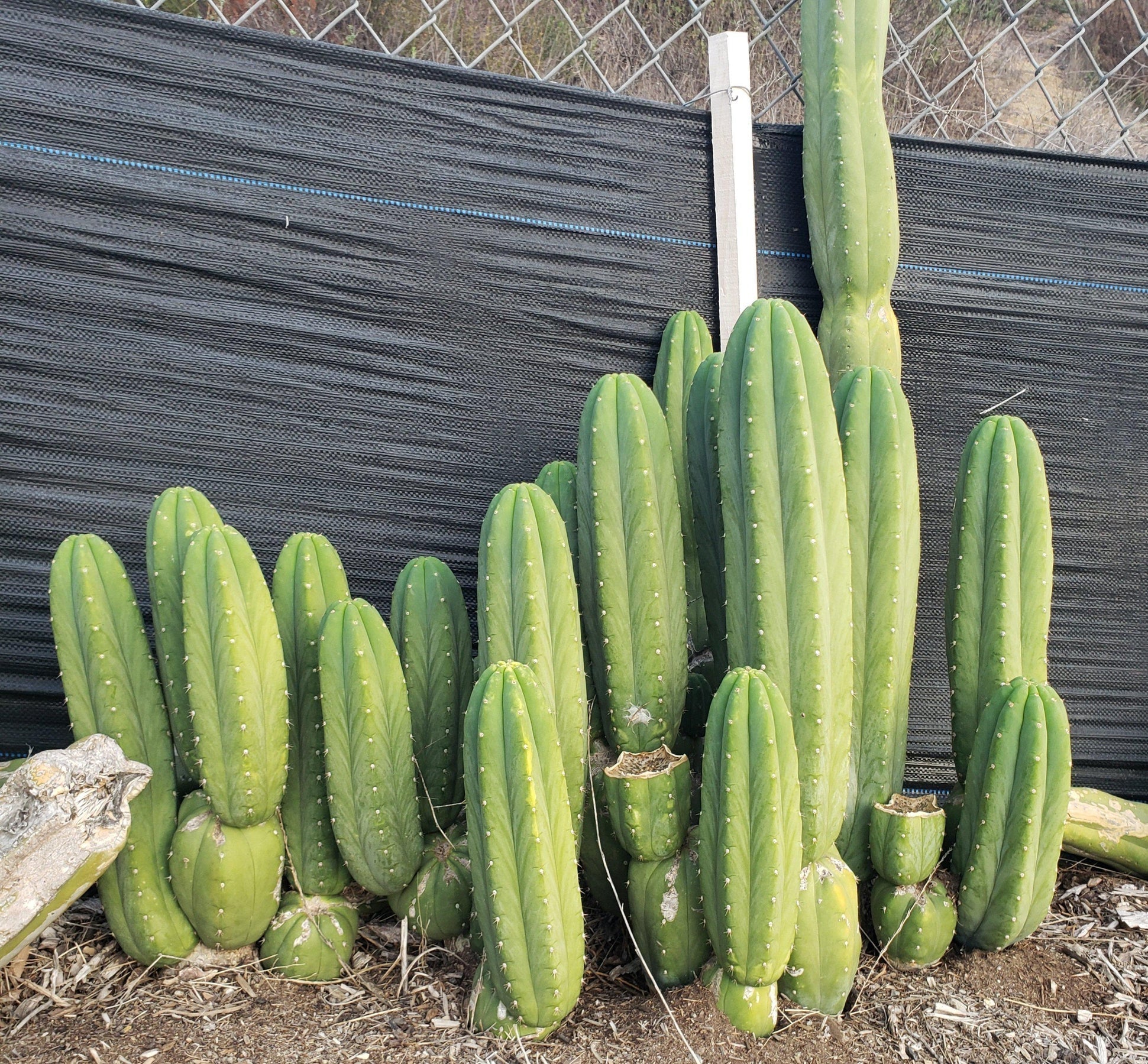 #EC06 Exact Trichocereus Pachanoi Jiimz Juul Cactus CUTTING-Cactus - Large - Exact-The Succulent Source