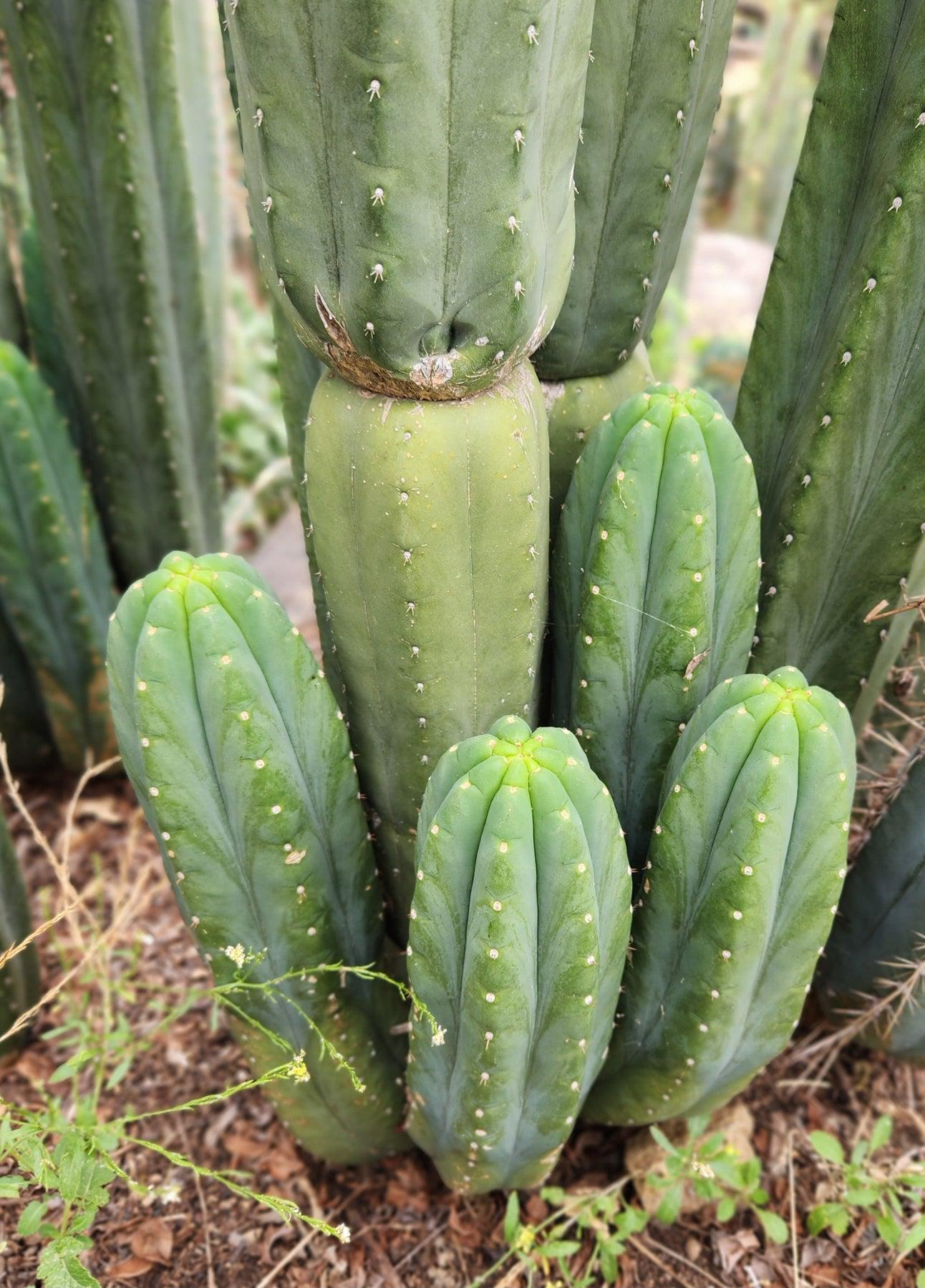 EC06 Exact Trichocereus Pachanoi Jiimz Juul Cactus CUTTINGS and