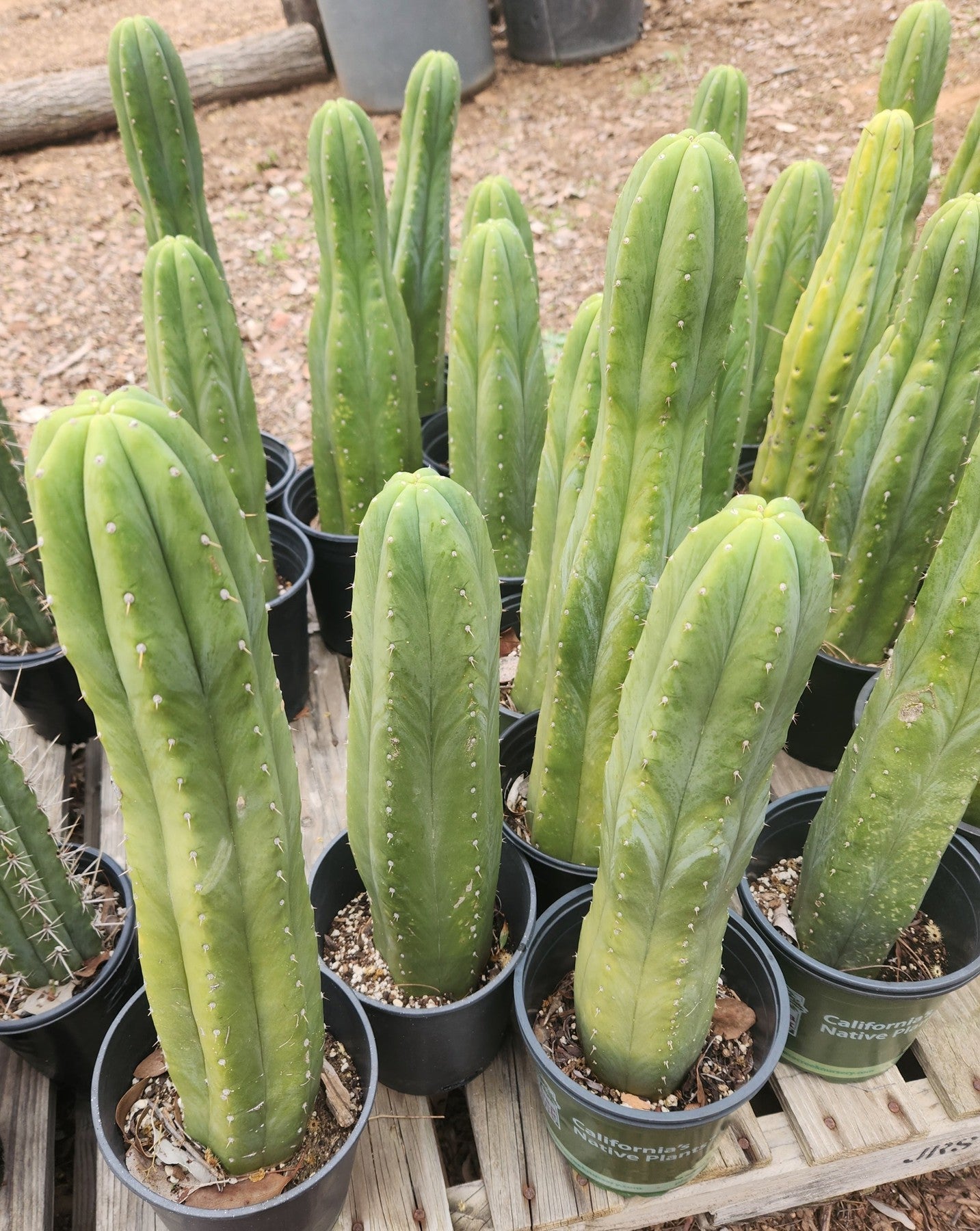 #EC06 Exact Trichocereus Pachanoi Jiimz Juul Cactus CUTTINGS and Potted 6-24"-Cactus - Large - Exact-The Succulent Source