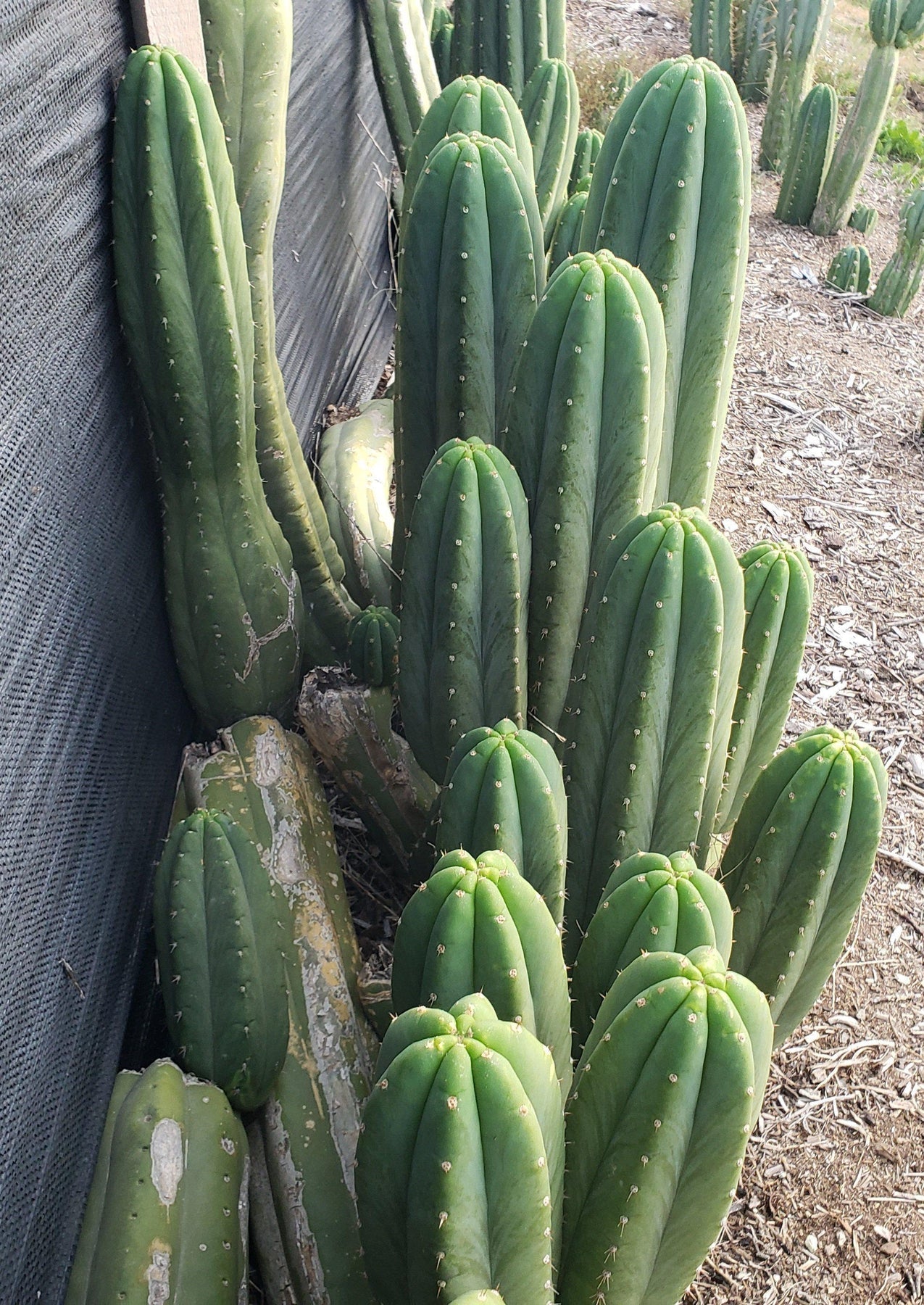 #EC06 Exact Trichocereus Pachanoi Jiimz Juul Cactus CUTTING-Cactus - Large - Exact-The Succulent Source
