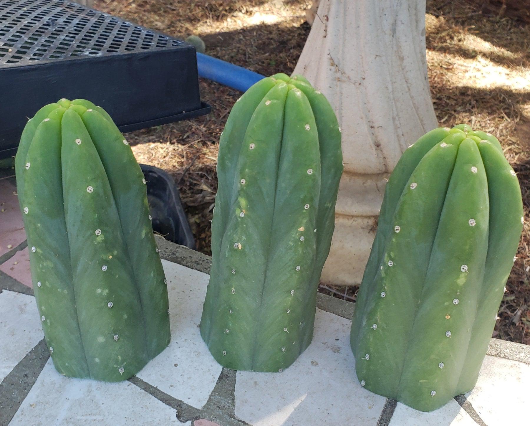 #EC06 Exact Trichocereus Pachanoi Jiimz Juul Cactus CUTTINGS 10-12"-Cactus - Large - Exact-The Succulent Source