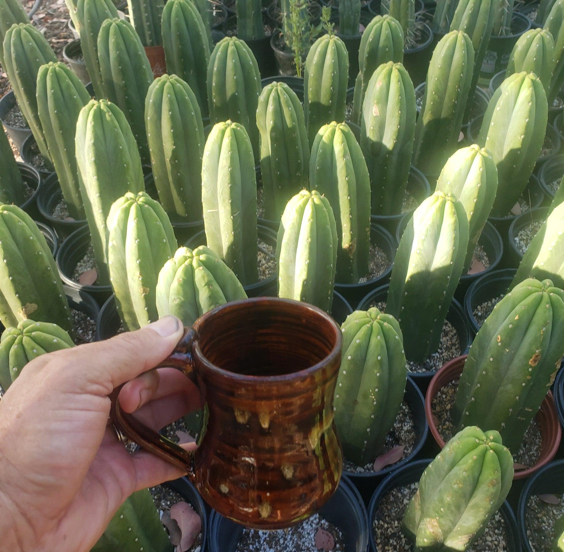 #EC06 Exact Trichocereus Pachanoi Jiimz Juul Cactus CUTTINGS and Potted 6-12"-Cactus - Large - Exact-The Succulent Source