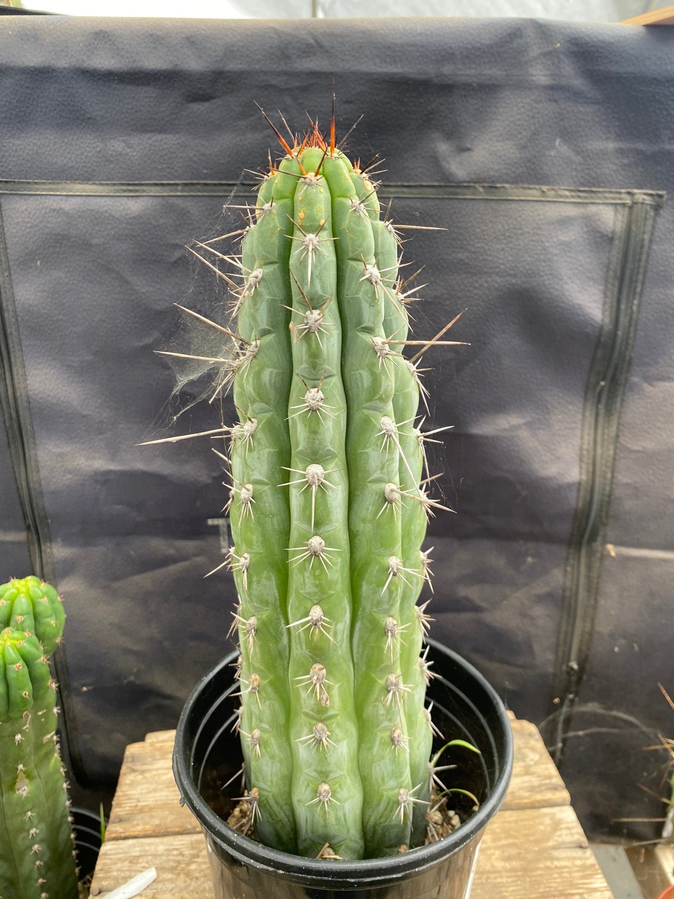 #EC07 EXACT Trichocereus Chalaensis Cactus 14"-Cactus - Large - Exact-The Succulent Source