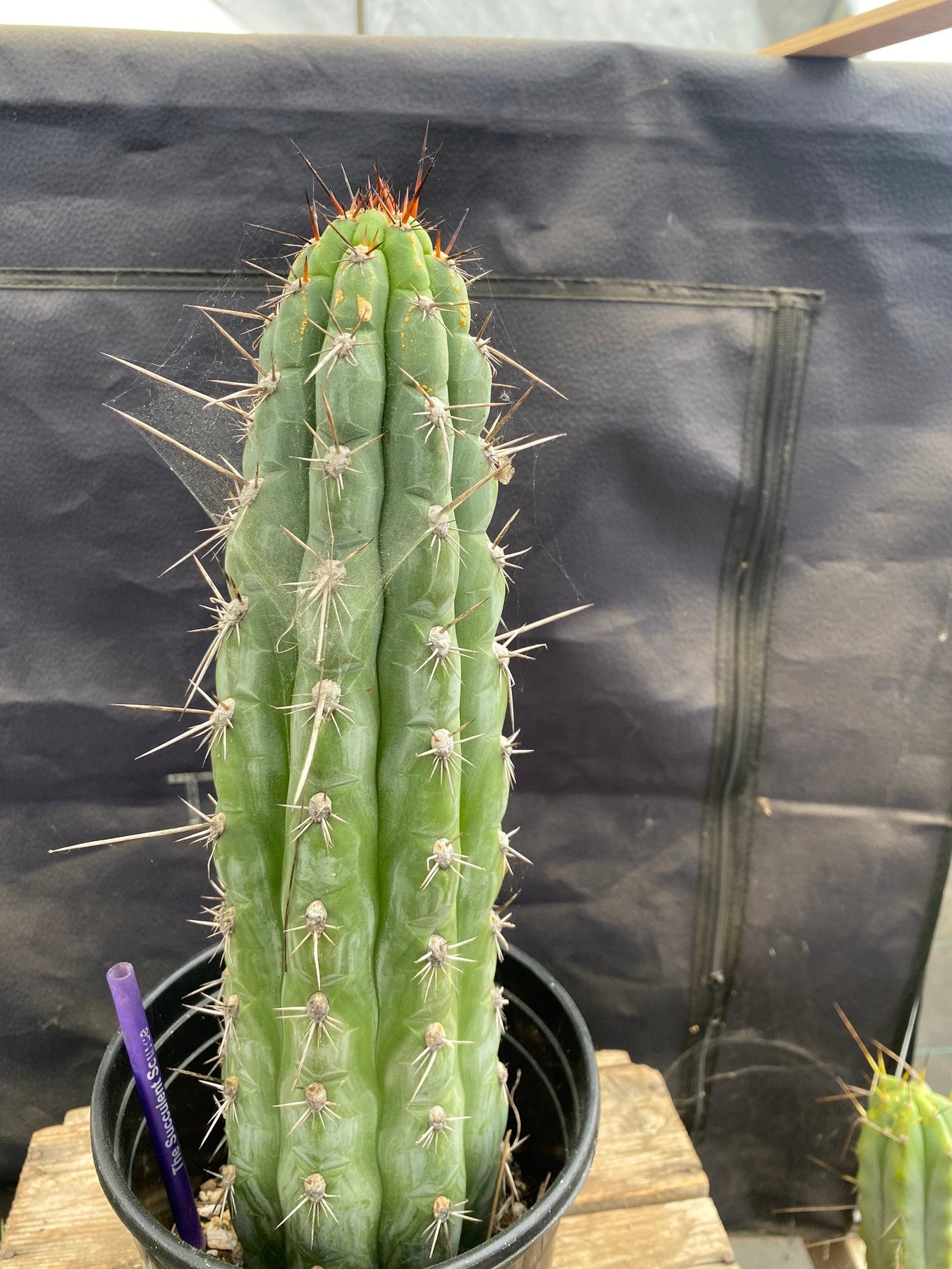 #EC07 EXACT Trichocereus Chalaensis Cactus 14"-Cactus - Large - Exact-The Succulent Source
