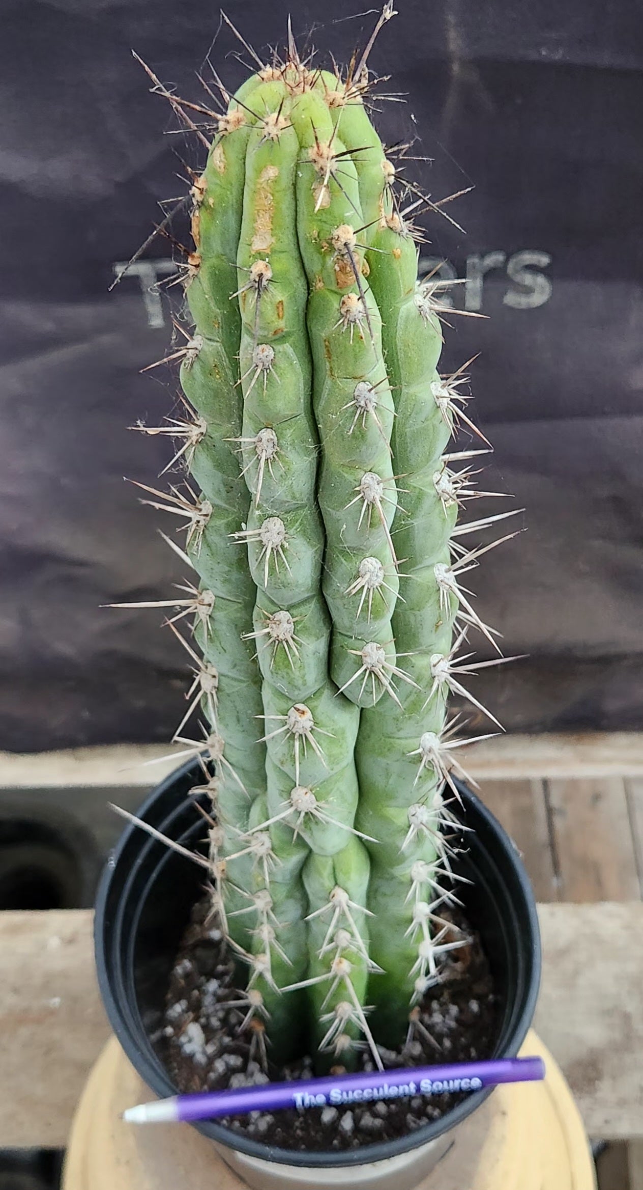 #EC07 EXACT Trichocereus Chalaensis Cactus 17"-Cactus - Large - Exact-The Succulent Source