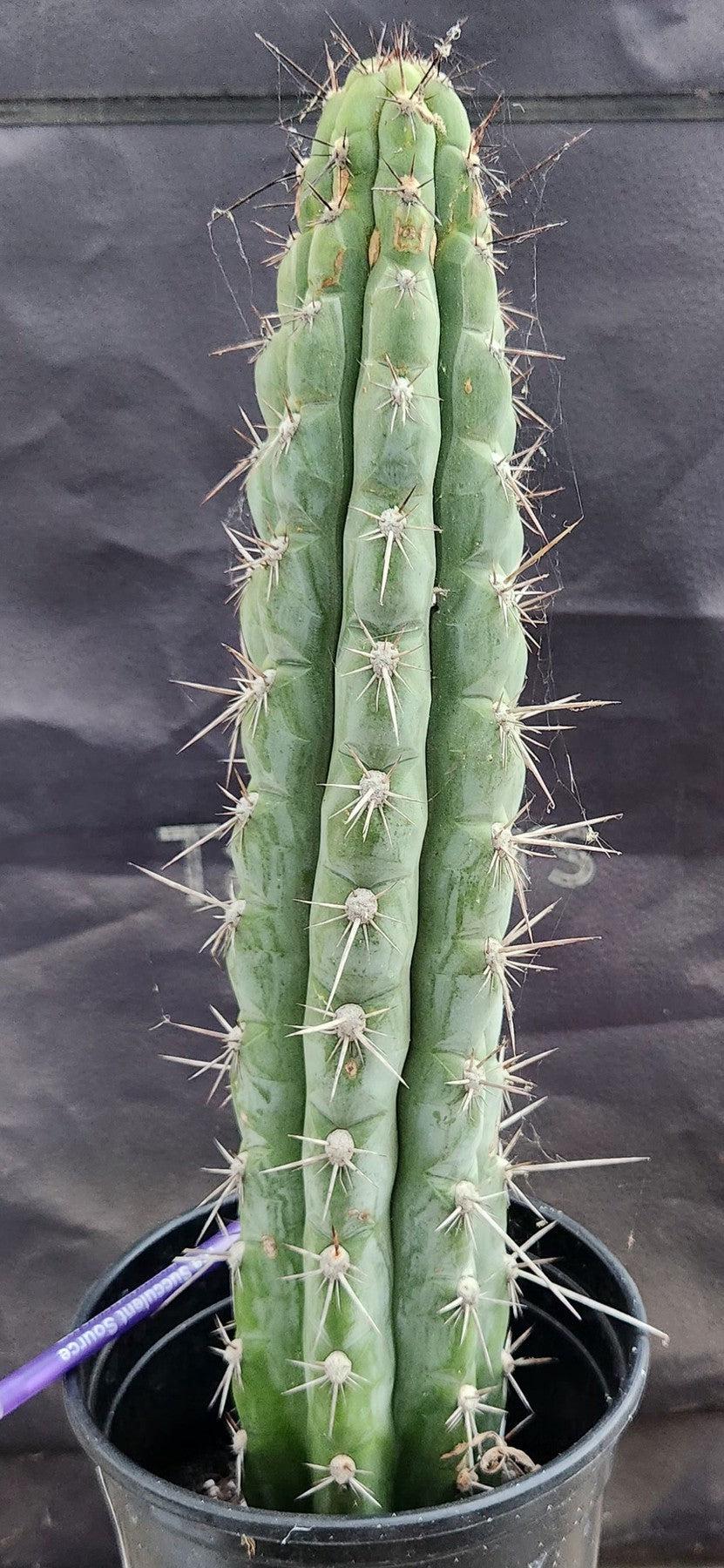 #EC07 EXACT Trichocereus Chalaensis Cactus 17"-Cactus - Large - Exact-The Succulent Source