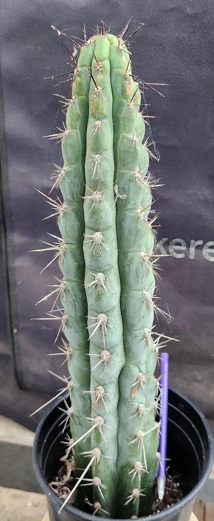 #EC07 EXACT Trichocereus Chalaensis Cactus 17"-Cactus - Large - Exact-The Succulent Source