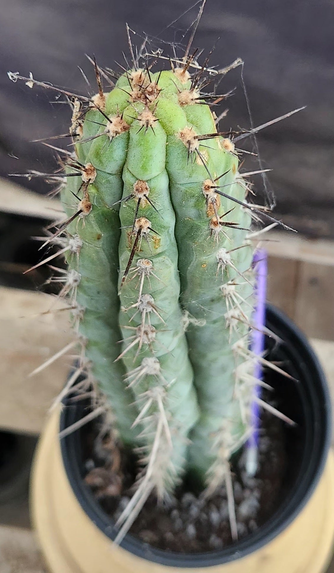 #EC07 EXACT Trichocereus Chalaensis Cactus 17"-Cactus - Large - Exact-The Succulent Source