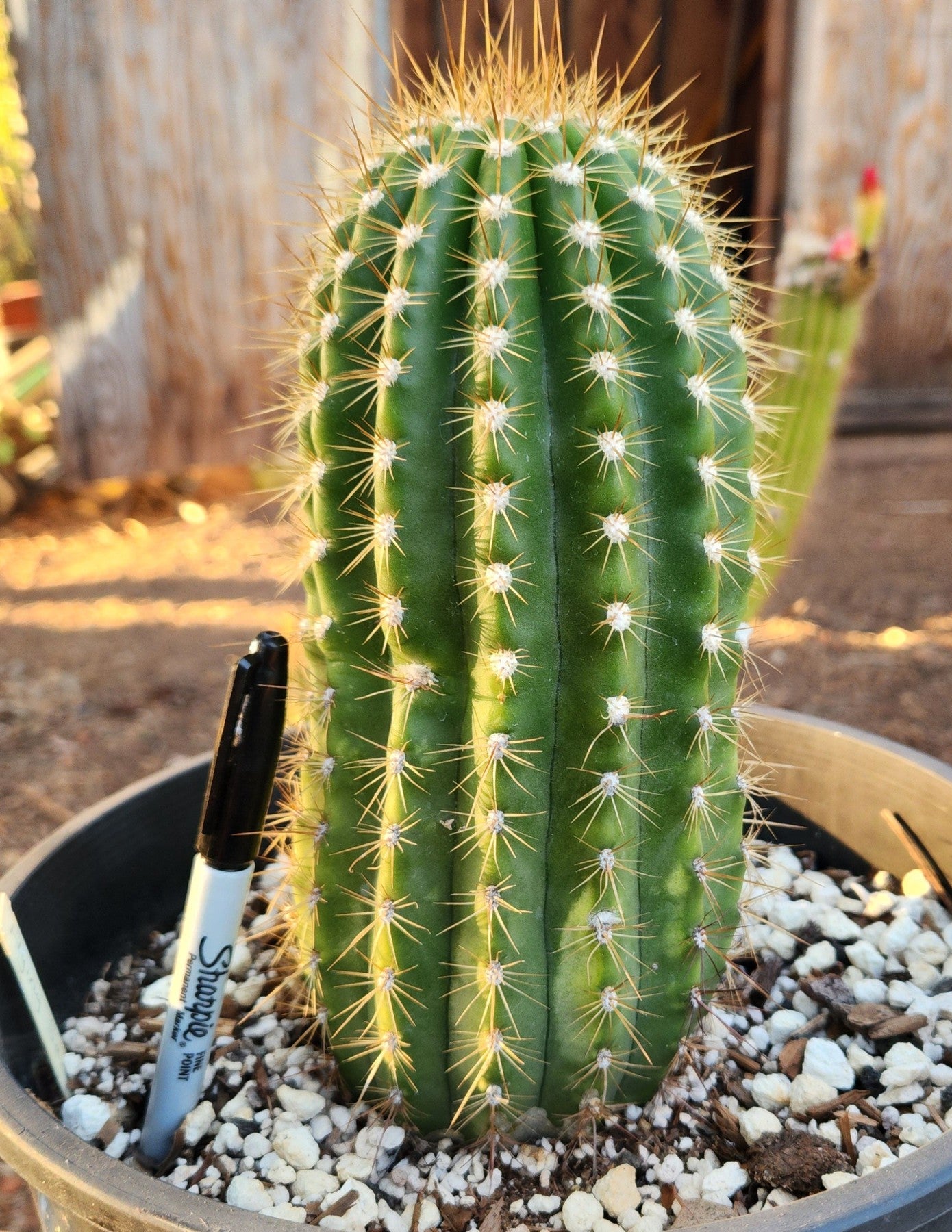 #EC08 EXACT Trichocereus Grandiflorus hybrid Flying Saucer Cactus-Cactus - Large - Exact-The Succulent Source