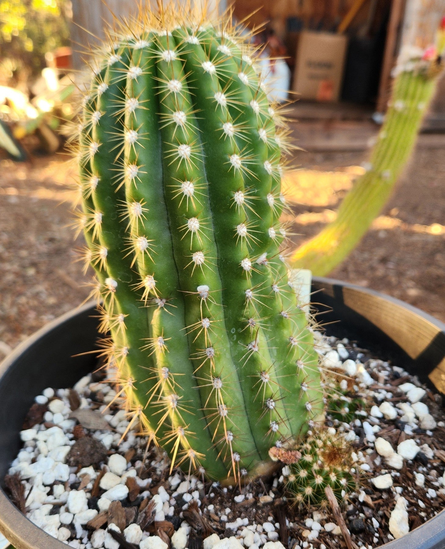 #EC08 EXACT Trichocereus Grandiflorus hybrid Flying Saucer Cactus-Cactus - Large - Exact-The Succulent Source