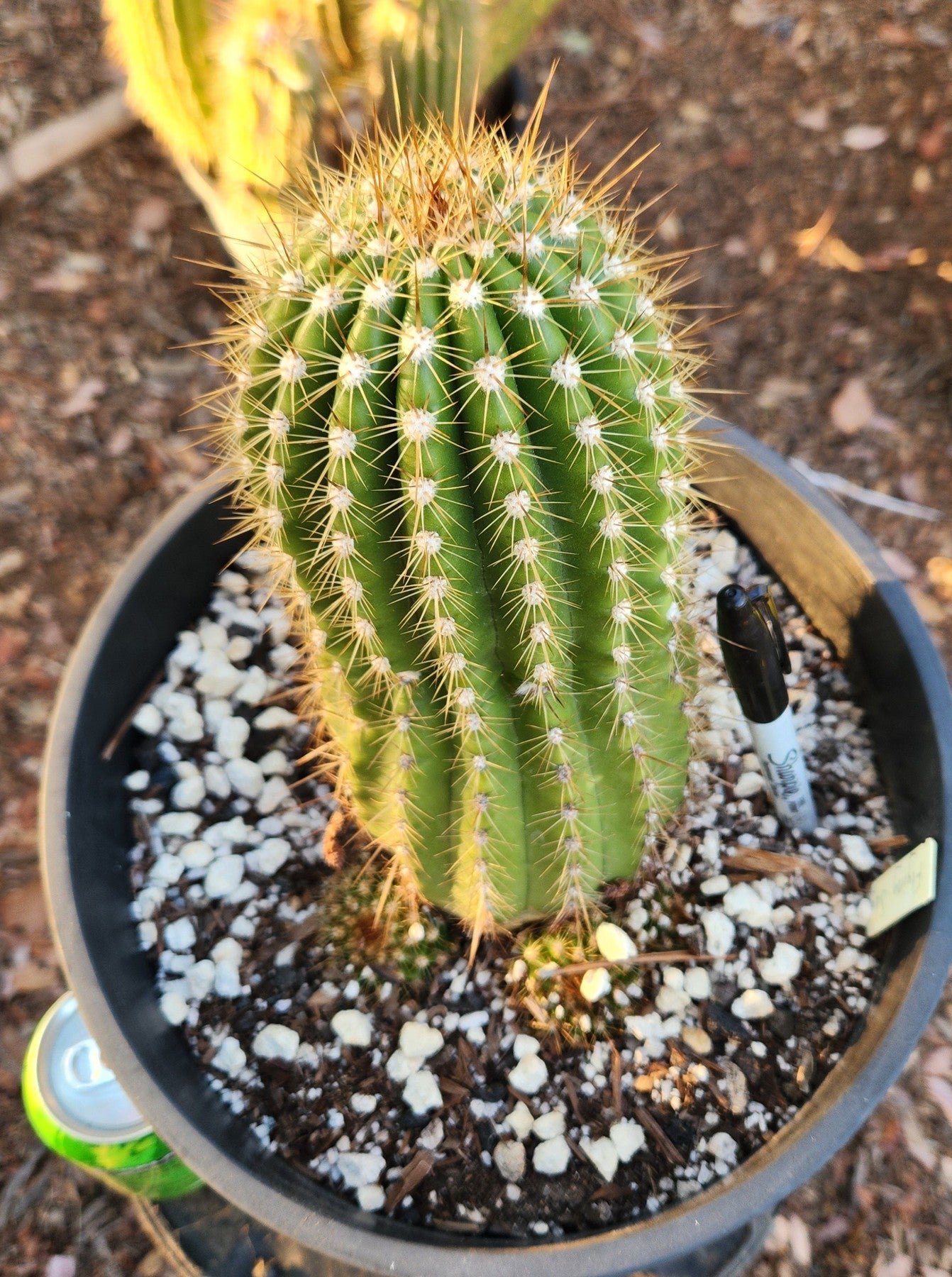 #EC08 EXACT Trichocereus Grandiflorus hybrid Flying Saucer Cactus-Cactus - Large - Exact-The Succulent Source