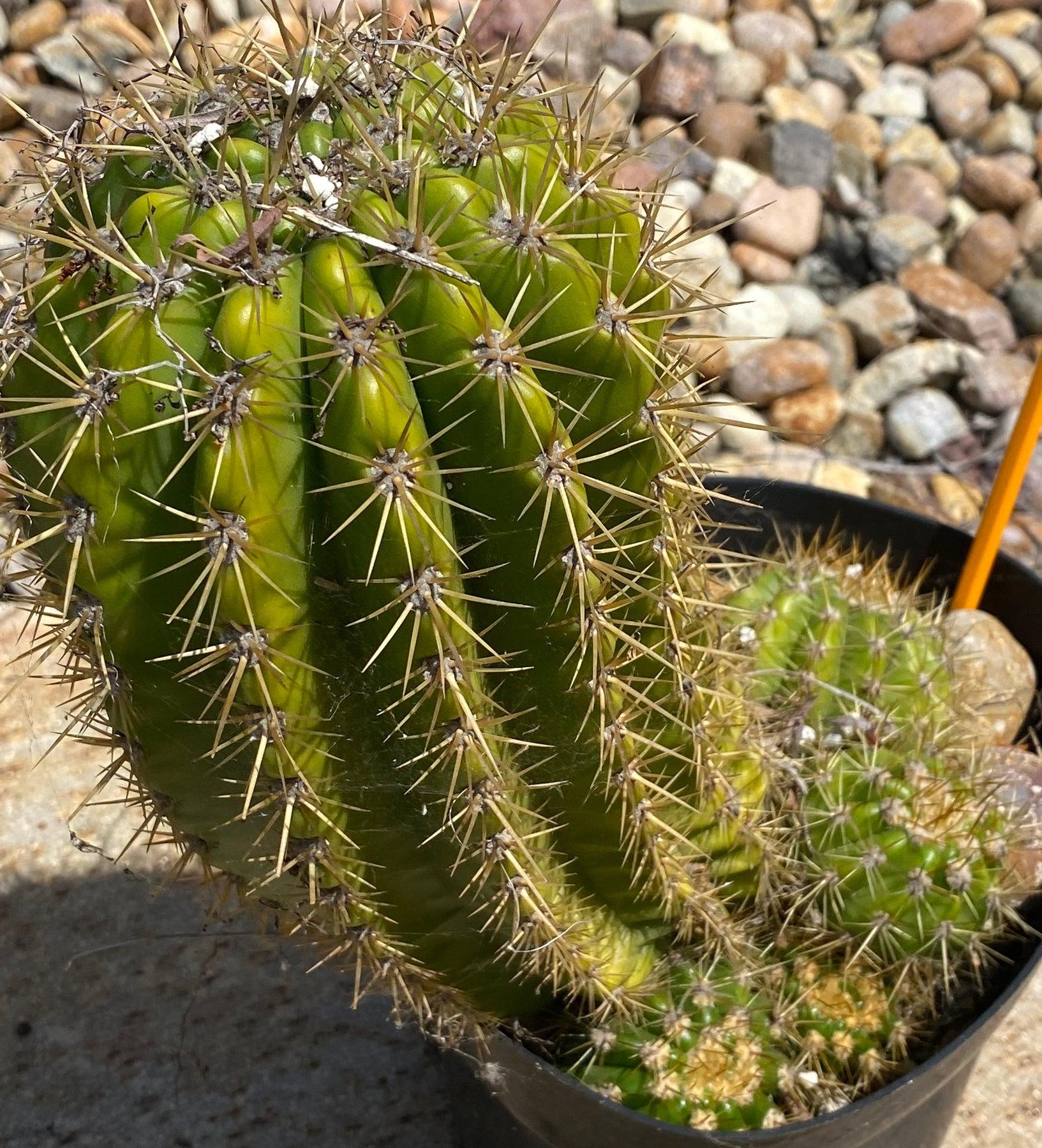 #EC08 EXACT Trichocereus hybrid Sun Goddess Cactus. 11”-Cactus - Large - Exact-The Succulent Source
