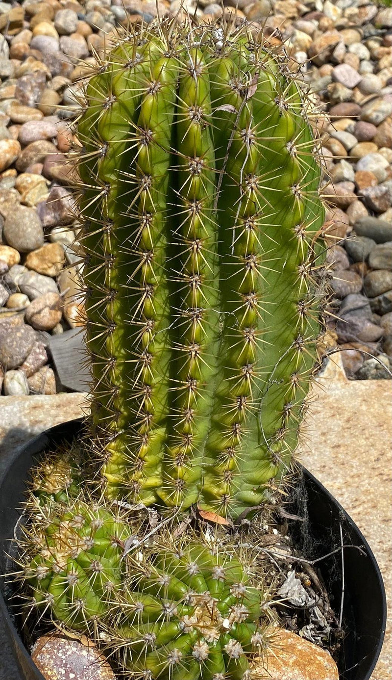 #EC08 EXACT Trichocereus hybrid Sun Goddess Cactus. 11”