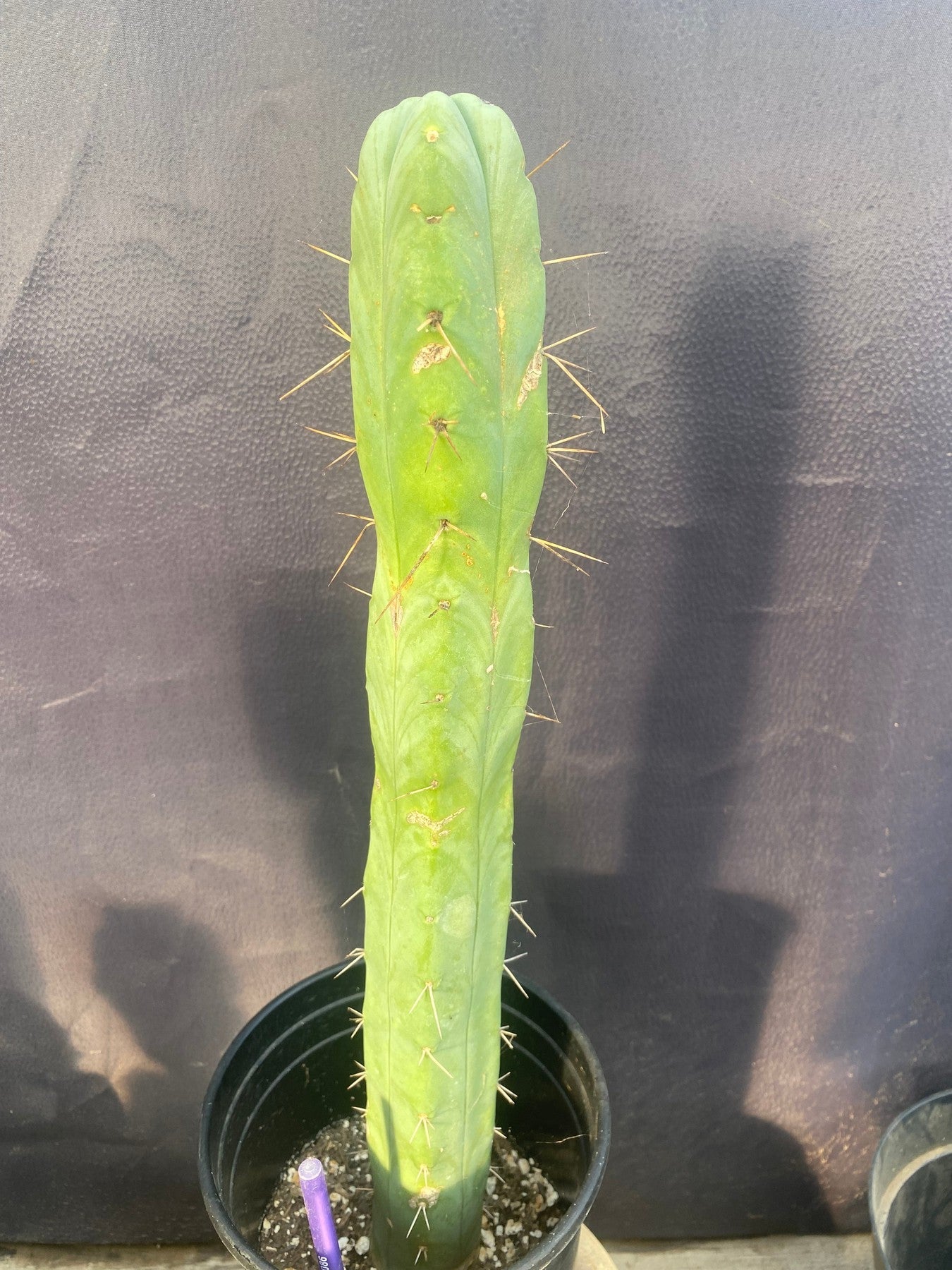 #EC09 EXACT Trichocereus "Jiimz" Bridgesii 4 Rib Cactus 17”-Cactus - Large - Exact-The Succulent Source