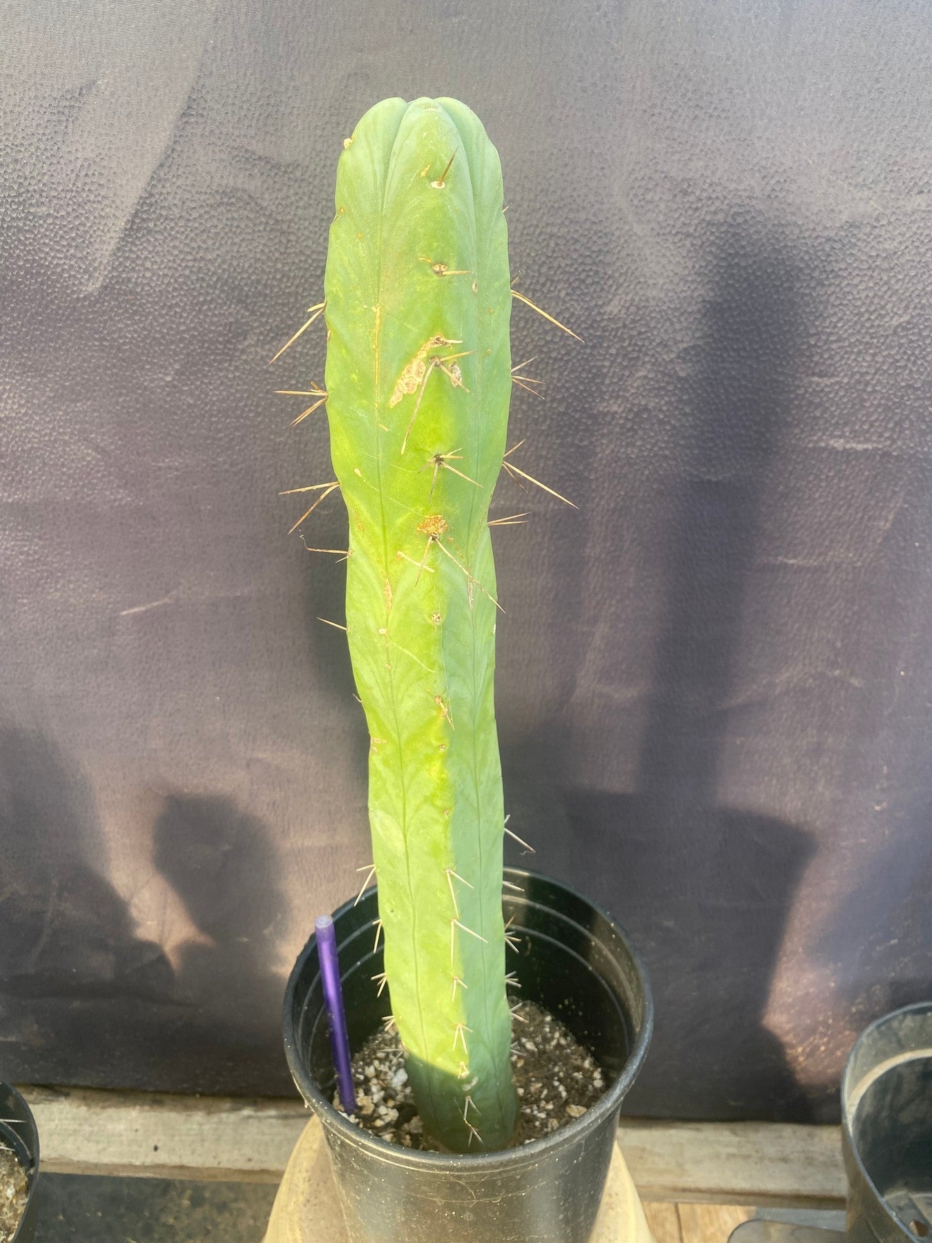 #EC09 EXACT Trichocereus "Jiimz" Bridgesii 4 Rib Cactus 17”-Cactus - Large - Exact-The Succulent Source