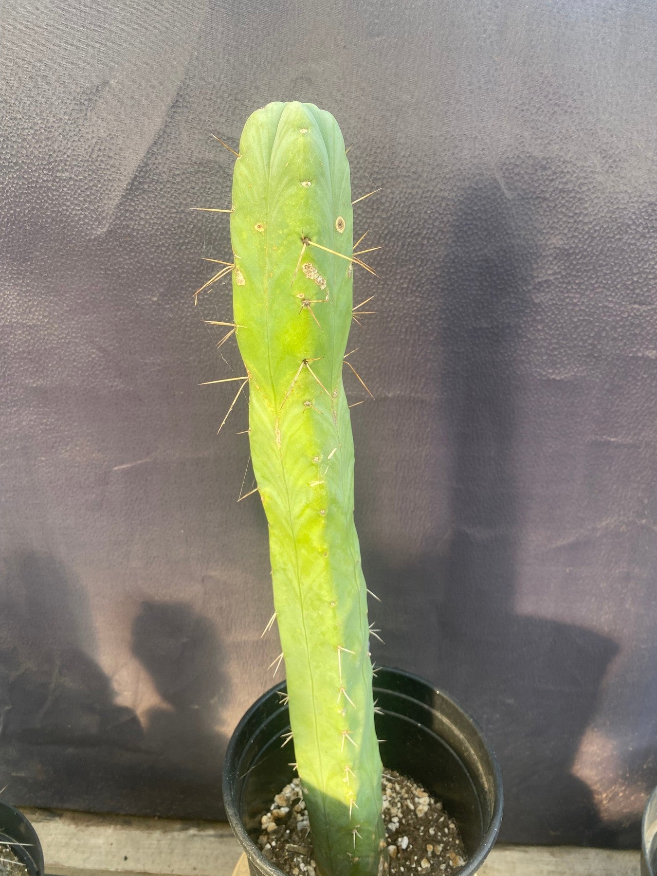 #EC09 EXACT Trichocereus "Jiimz" Bridgesii 4 Rib Cactus 17”-Cactus - Large - Exact-The Succulent Source