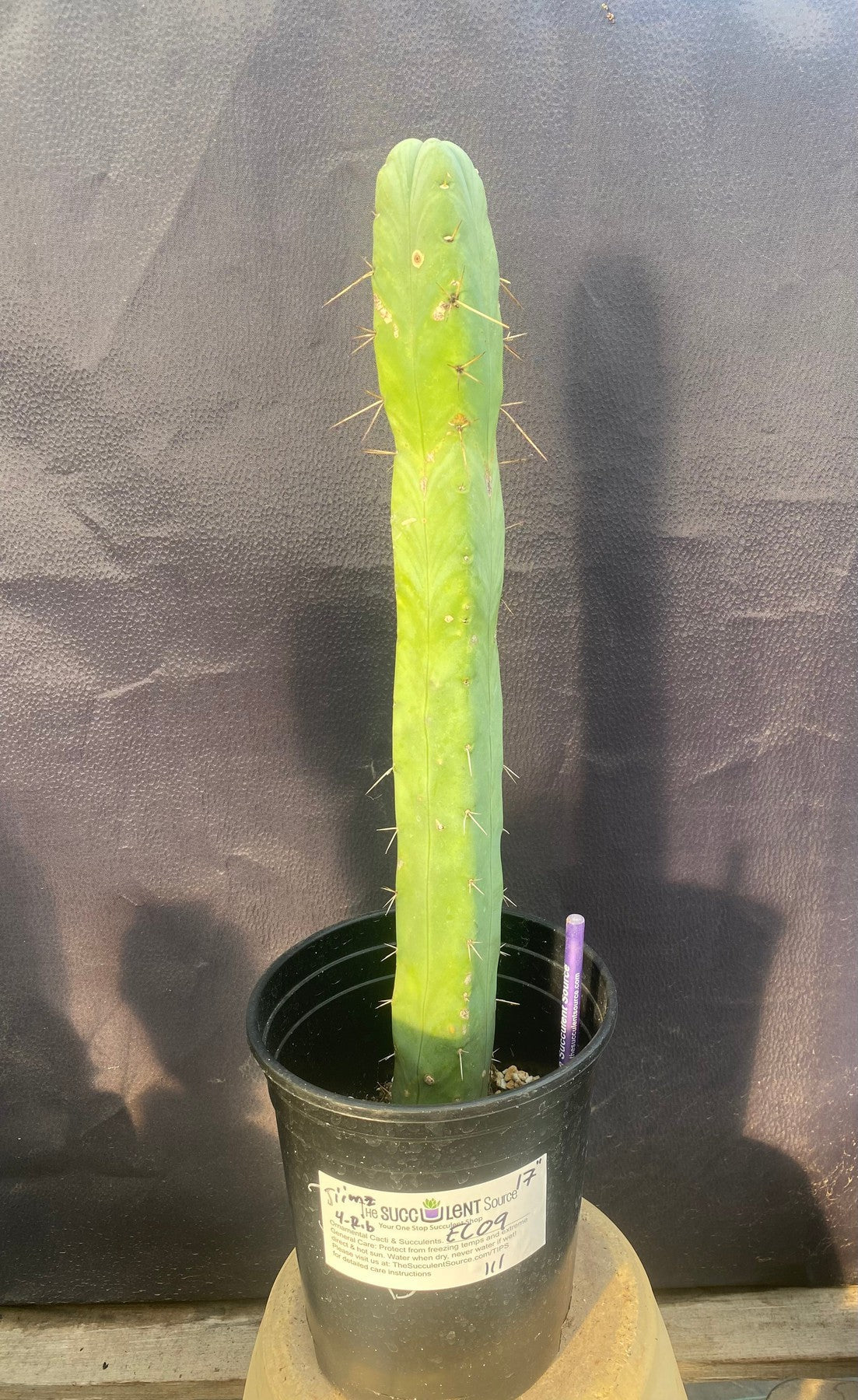 #EC09 EXACT Trichocereus "Jiimz" Bridgesii 4 Rib Cactus 17”-Cactus - Large - Exact-The Succulent Source