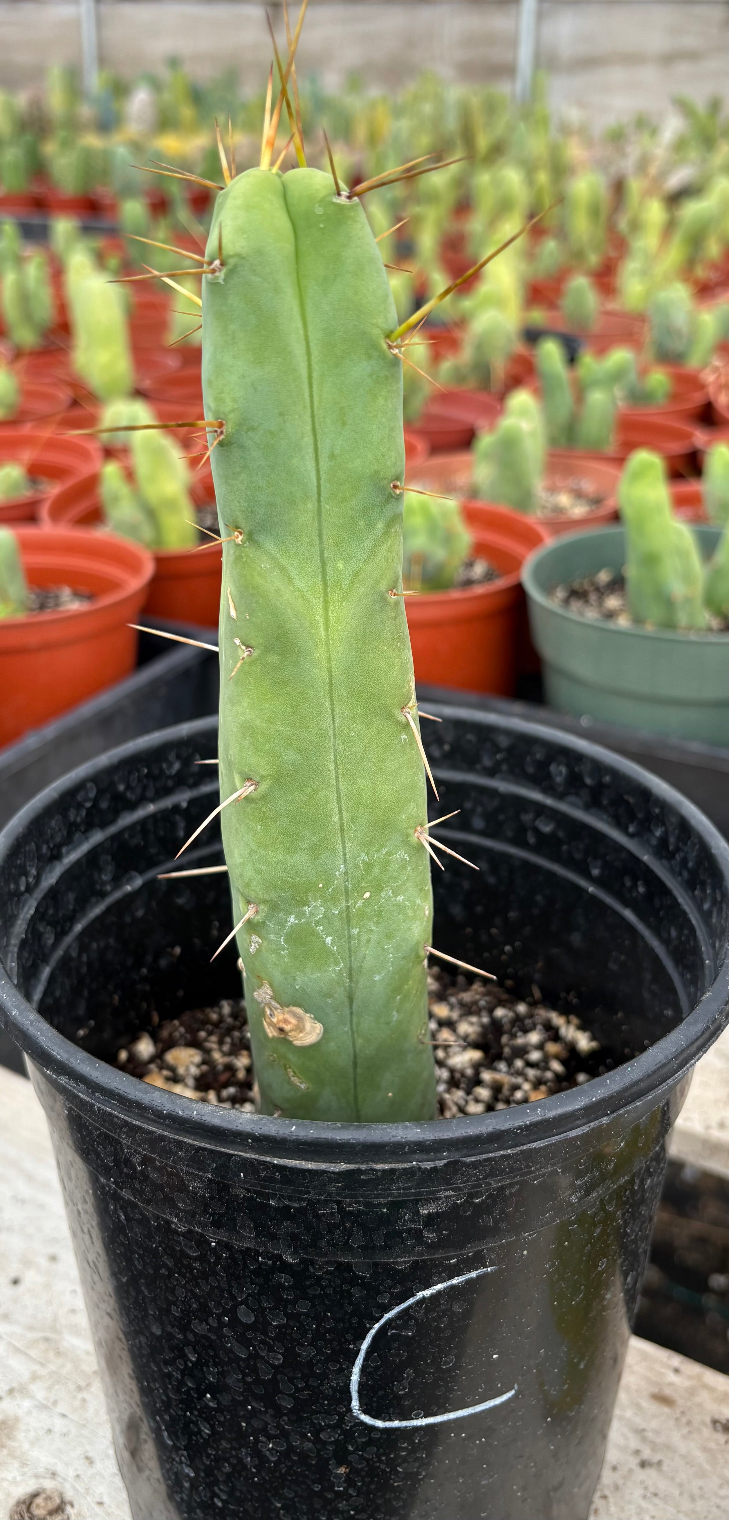 #EC09 EXACT Trichocereus "Jiimz" Bridgesii 4 Rib Wind Cactus Specimens-Cactus - Large - Exact-The Succulent Source