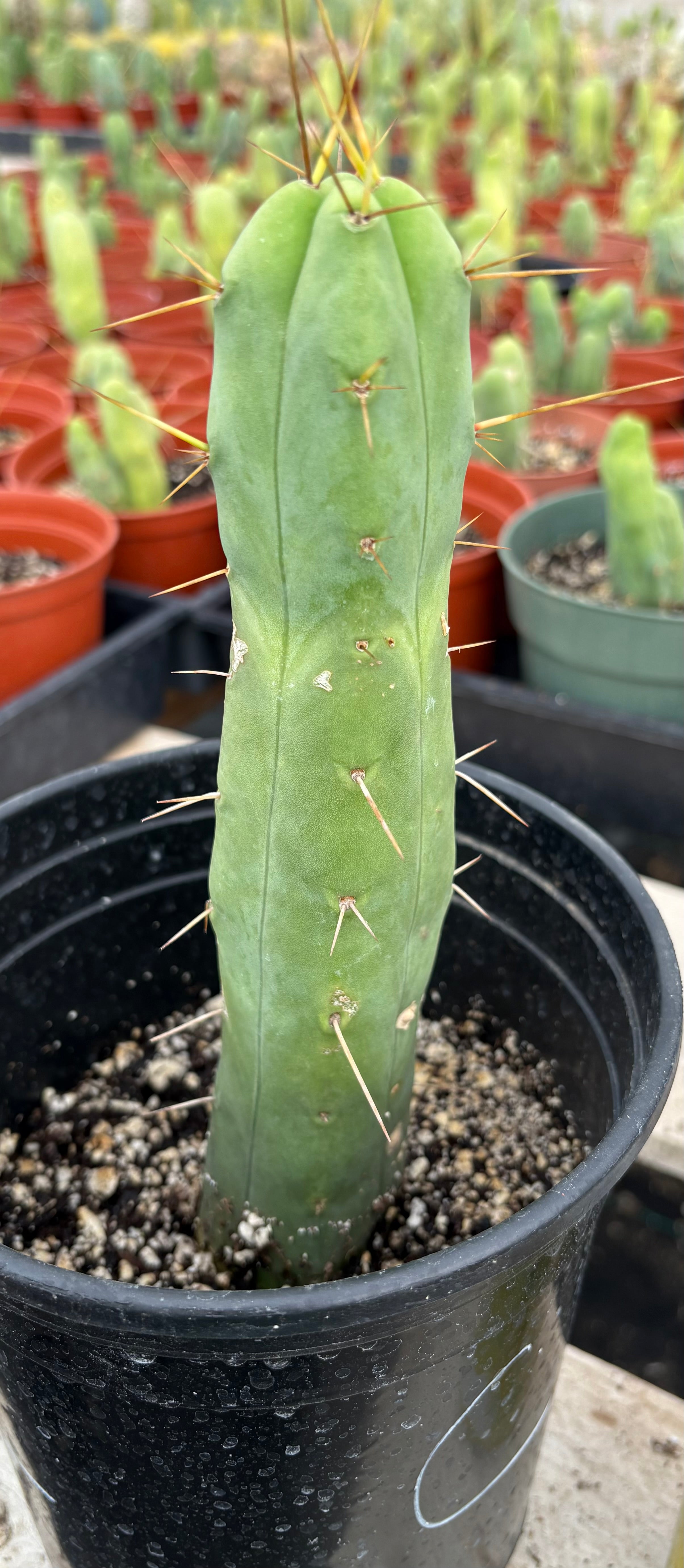 #EC09 EXACT Trichocereus "Jiimz" Bridgesii 4 Rib Wind Cactus Specimens-Cactus - Large - Exact-The Succulent Source