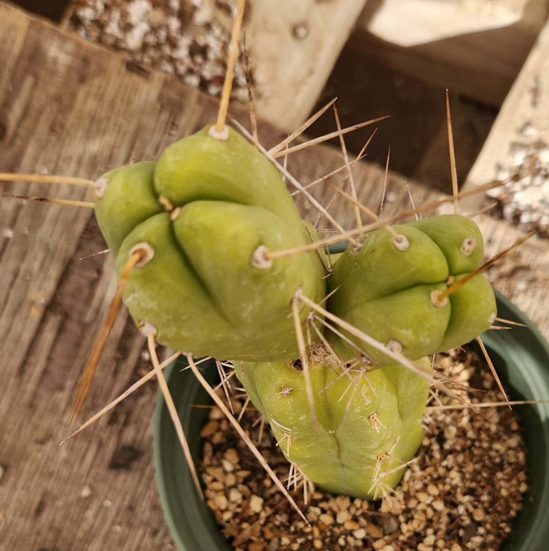 #EC09 EXACT Trichocereus "Jiimz" Bridgesii 4 Rib Wind Cactus Specimens-Cactus - Large - Exact-The Succulent Source